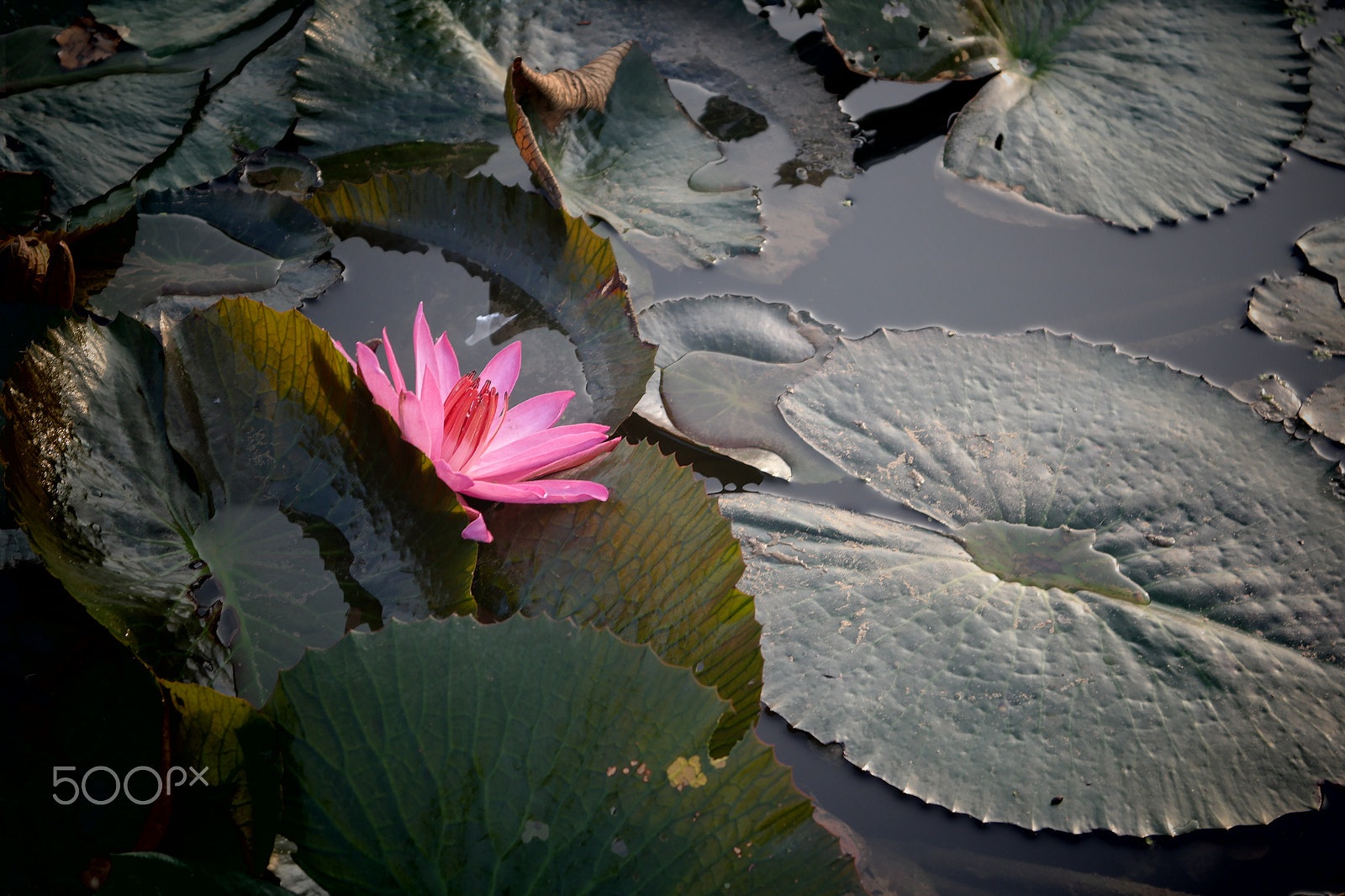 Samsung NX2000 sample photo. Red lotus bloom photography