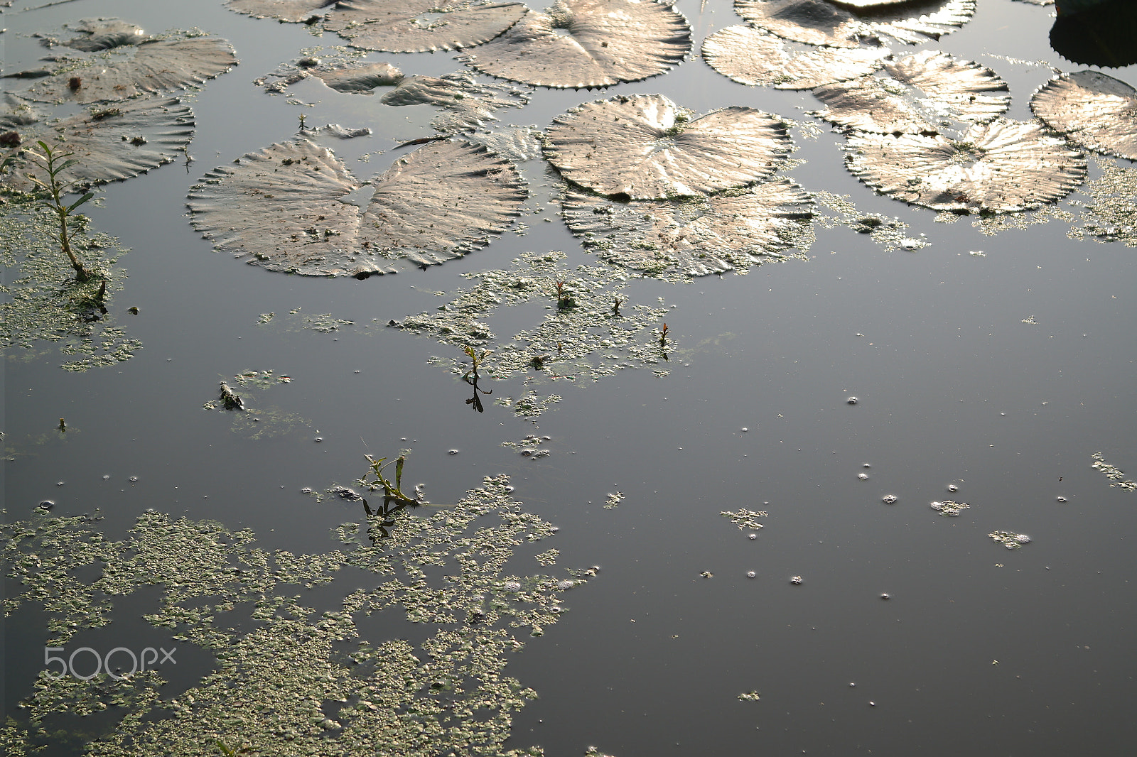 Samsung NX2000 sample photo. Red lotus bloom photography