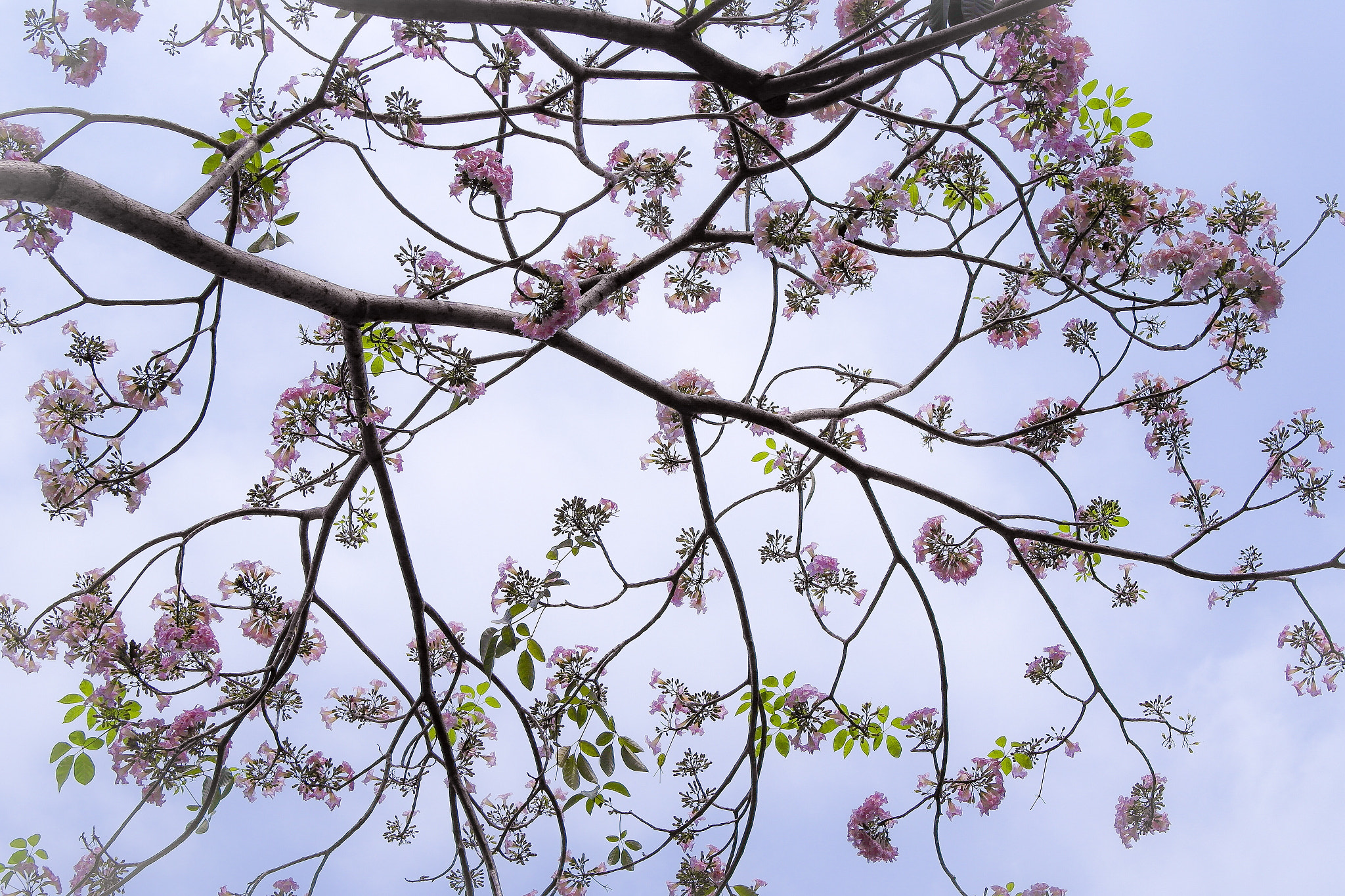 Samsung NX1100 sample photo. Sky background!  photography