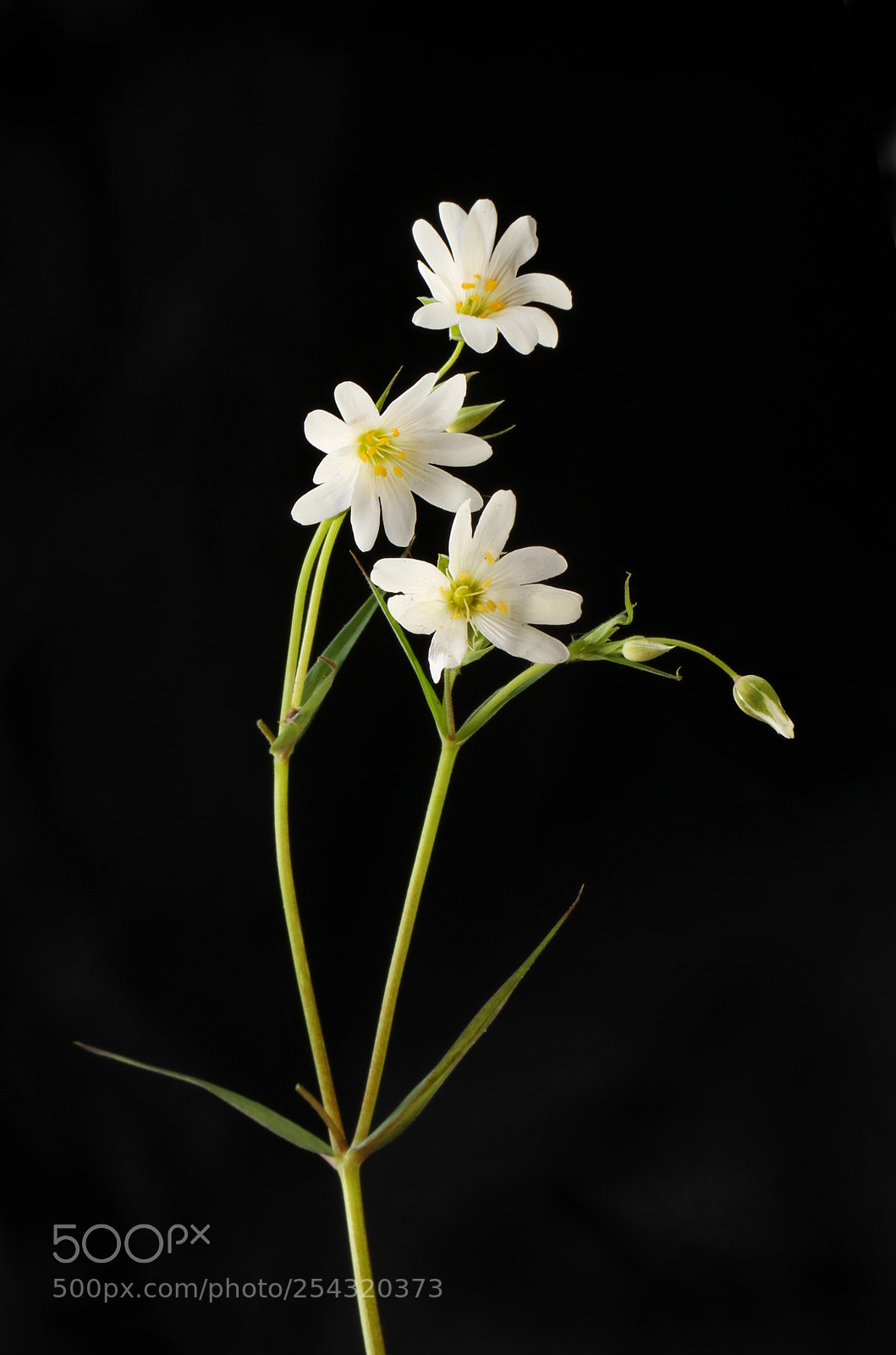 Canon EOS 7D sample photo. Greater stichwort flowers against photography