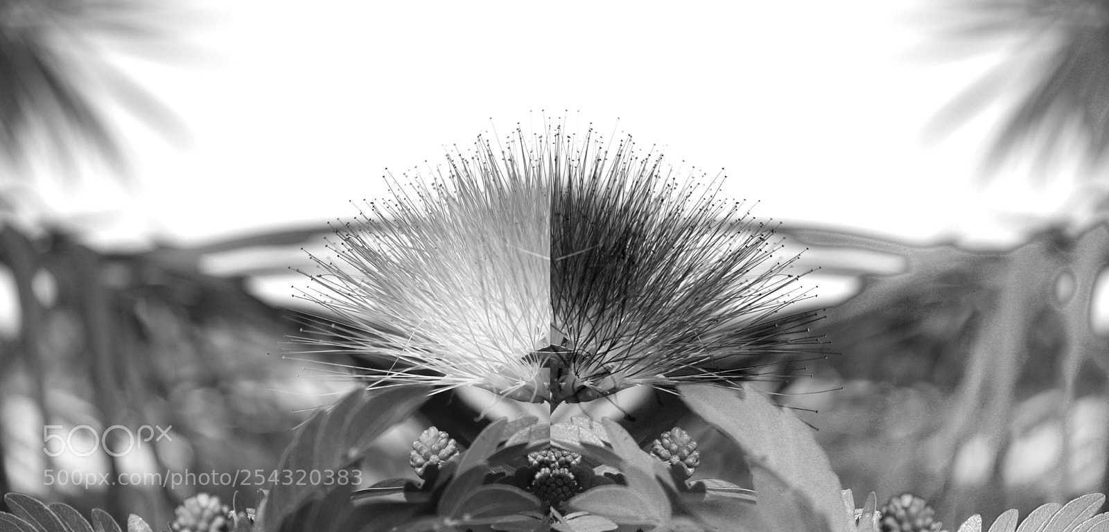 Canon EOS 100D (EOS Rebel SL1 / EOS Kiss X7) sample photo. Puff puff combo photography
