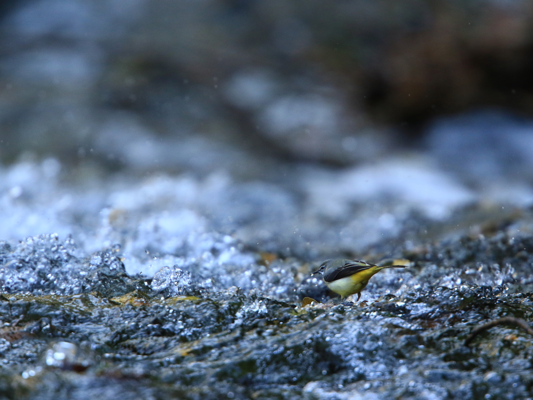 Canon EOS 7D Mark II + Canon EF 400mm F2.8L IS USM sample photo. キセキレイ  grey wagtail photography