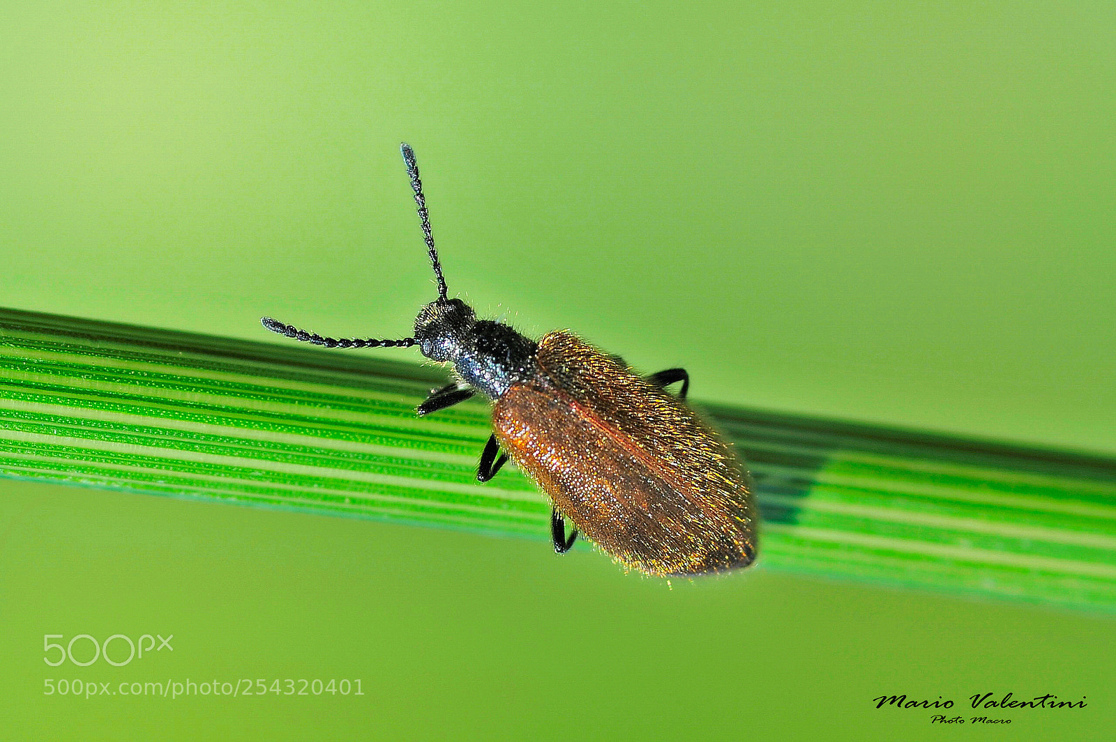 Nikon D700 sample photo. Fam coleotteri. photography