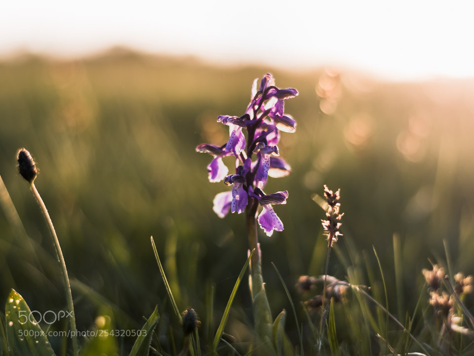 Nikon D5500 sample photo. Sunset on orchis morio photography