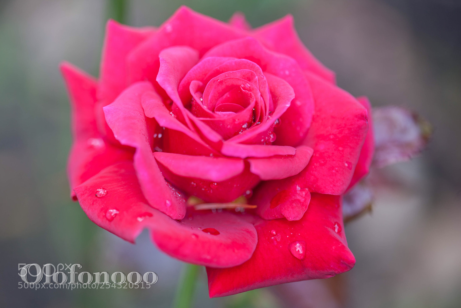 Canon EOS 5D Mark II sample photo. Red rose photography