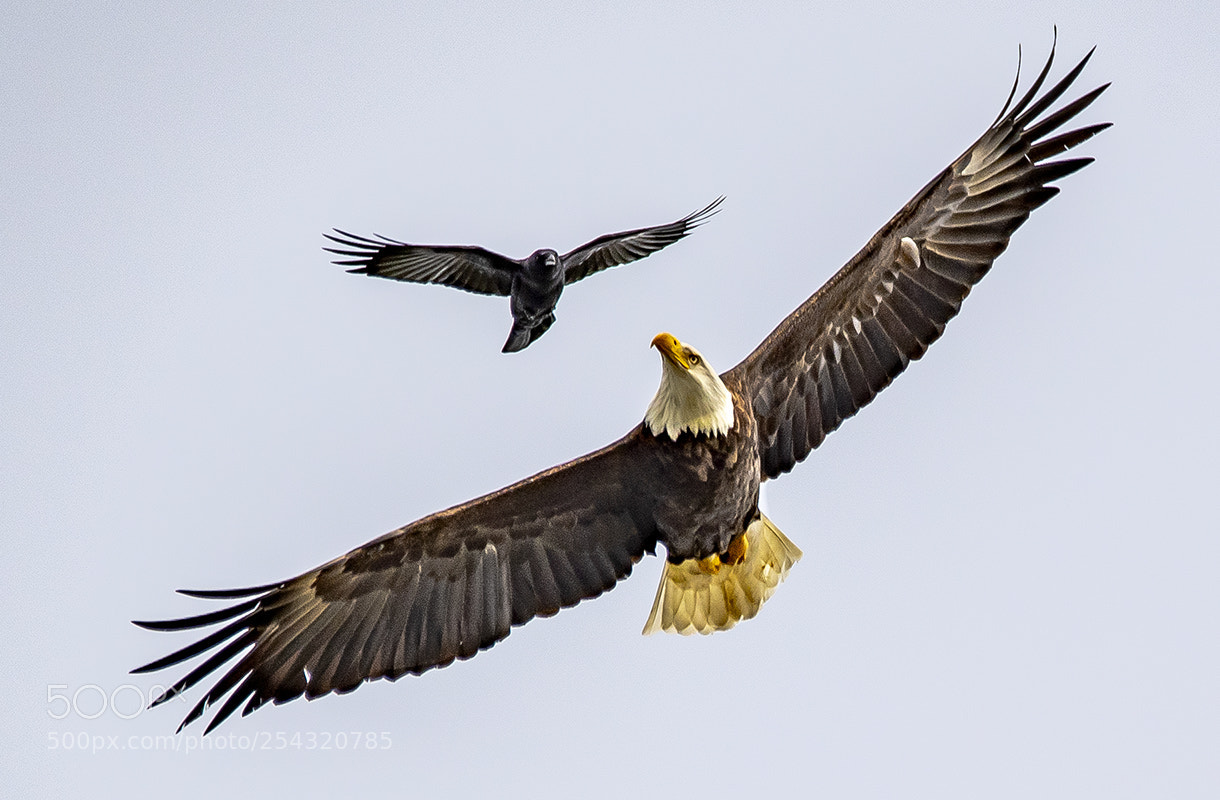 Nikon D500 sample photo. Eagles hate crows photography