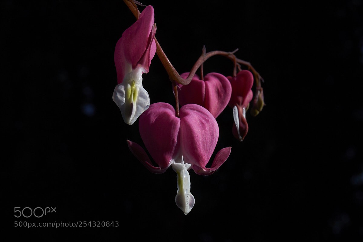 Sony a7R III sample photo. Spring’s heart photography