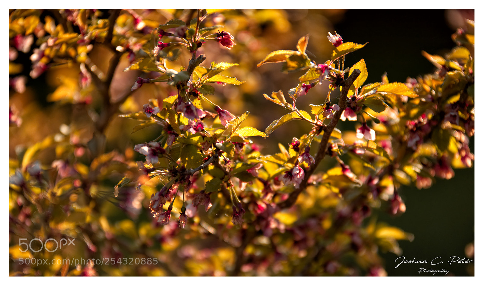 Canon EOS 6D Mark II sample photo. German golden cherry leaves photography