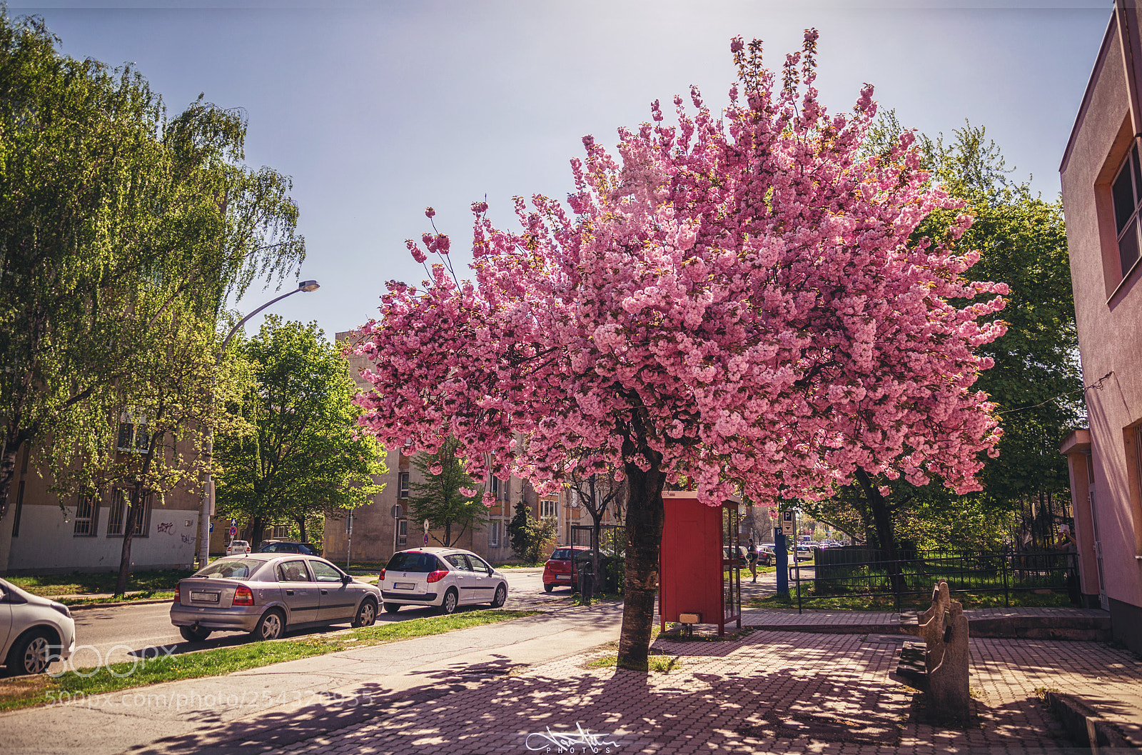 Nikon D5300 sample photo. Sakura tree photography