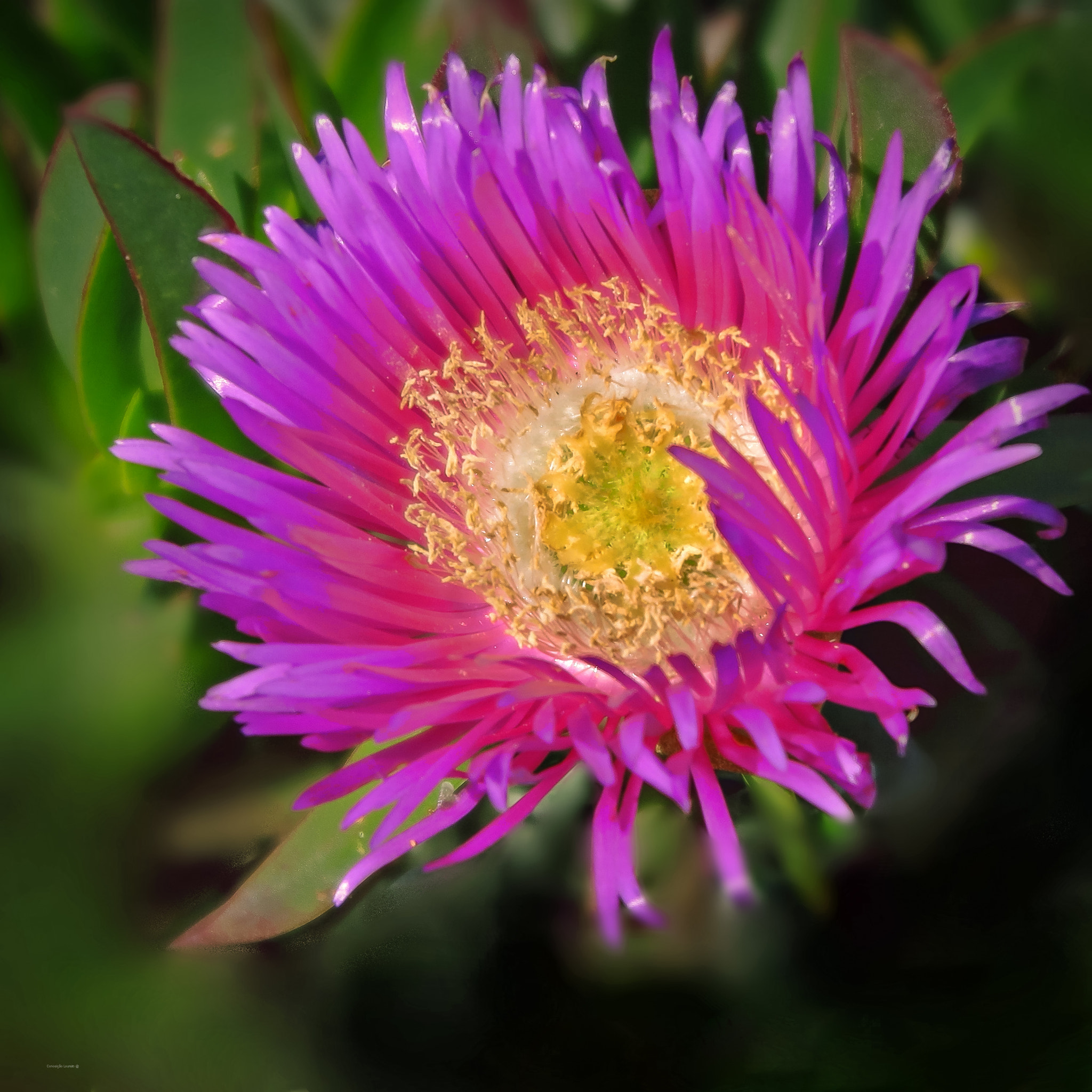 Canon PowerShot G1 X Mark II sample photo. Pink flower photography
