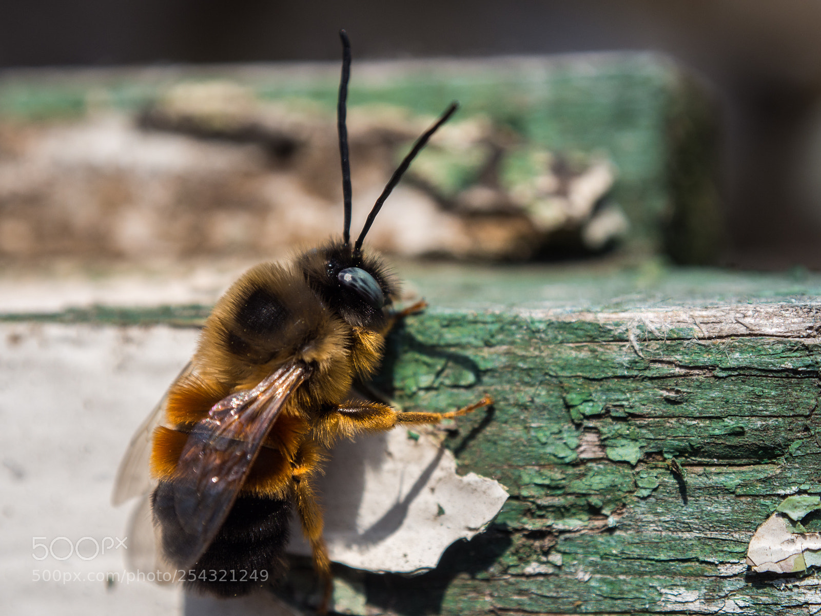 Olympus OM-D E-M10 II sample photo. Bumblebee photography