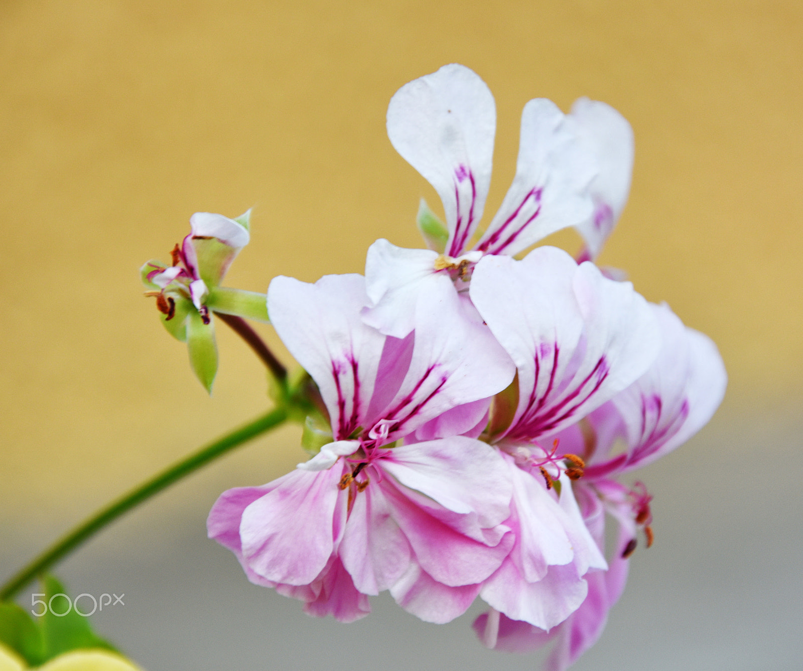 Nikon D7200 sample photo. Springtime photography