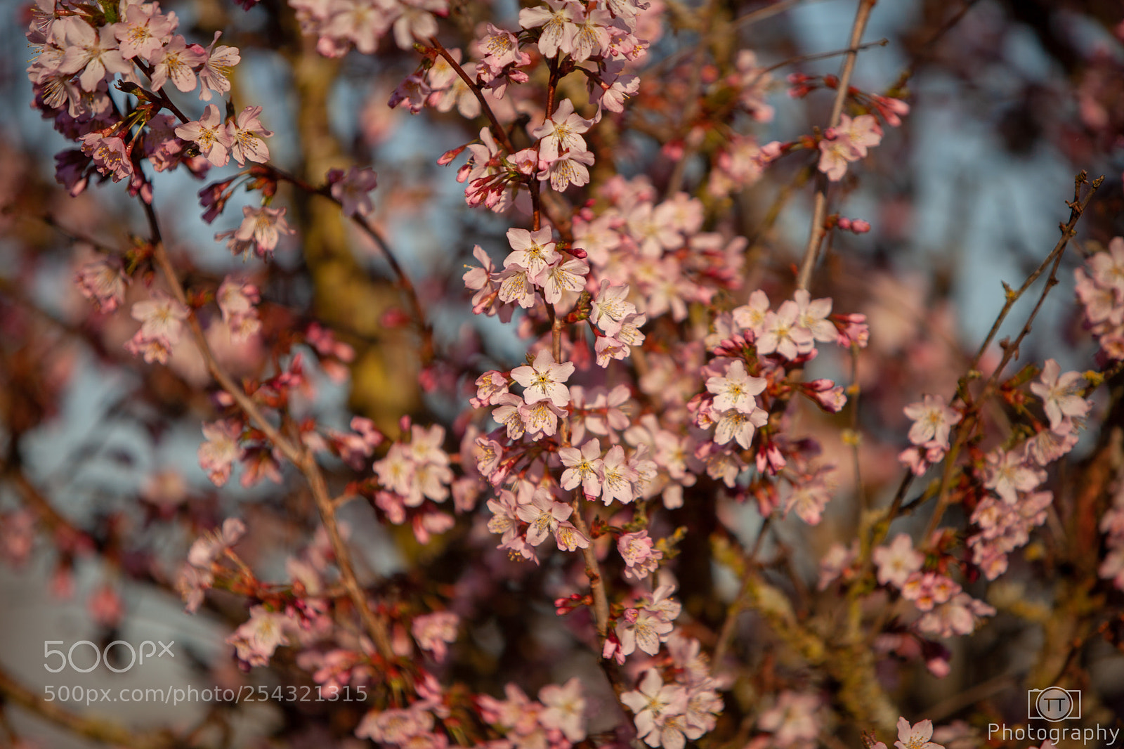 Canon EOS 5D Mark II sample photo. Japanese cherry tree in photography