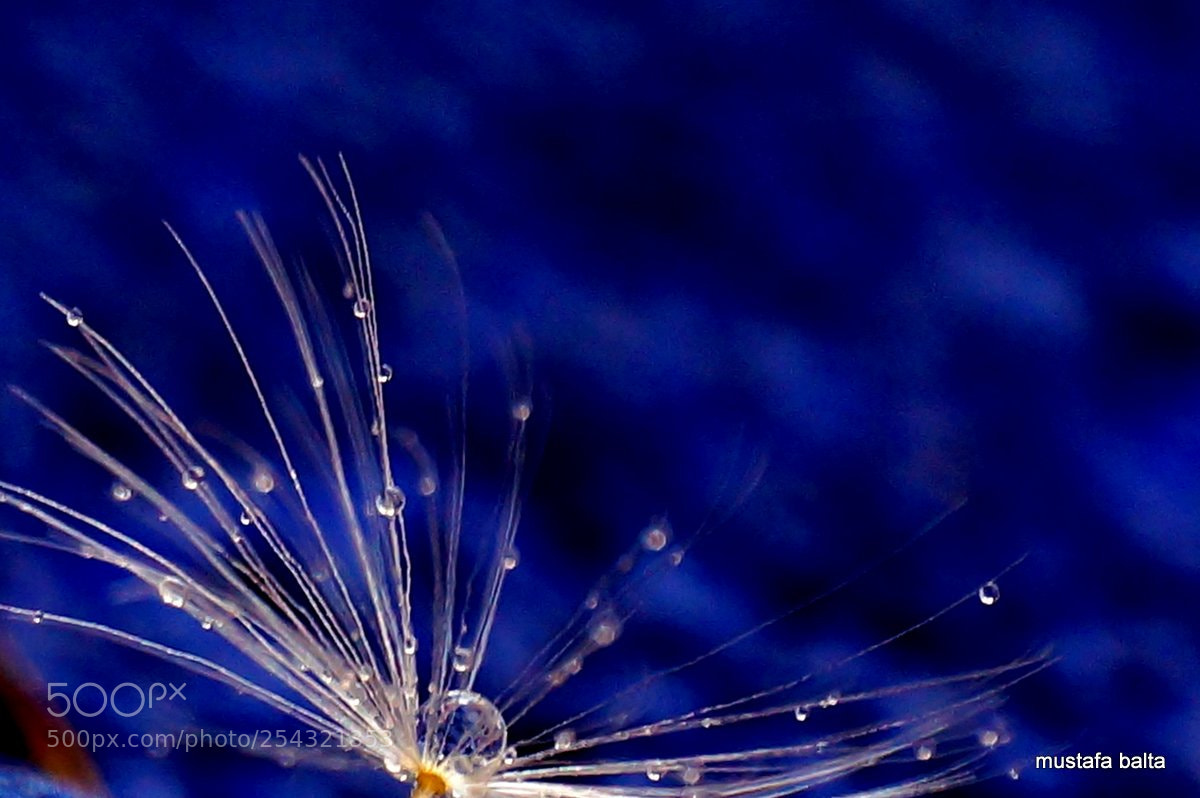 Sony Alpha NEX-6 sample photo. Minicikx life " drops " photography