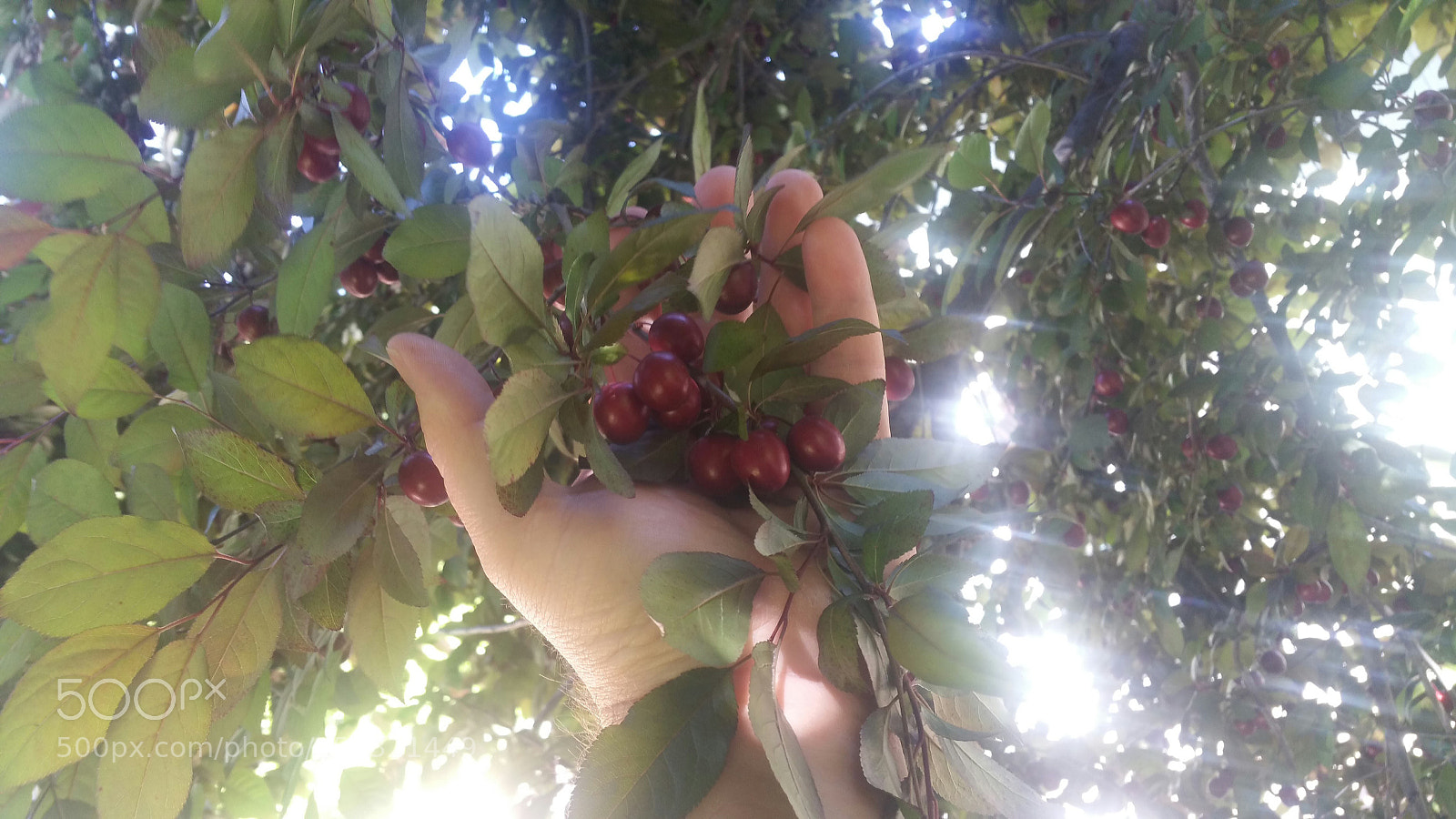 Samsung Galaxy Note4 sample photo. Checking the plums photography