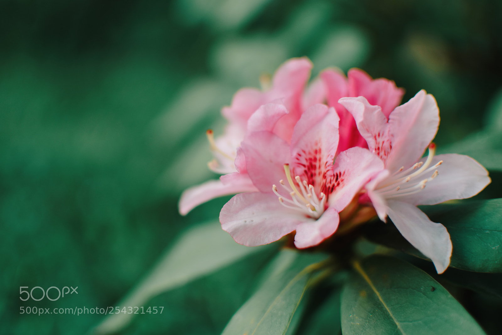 Nikon D5300 sample photo. Rhododendron photography