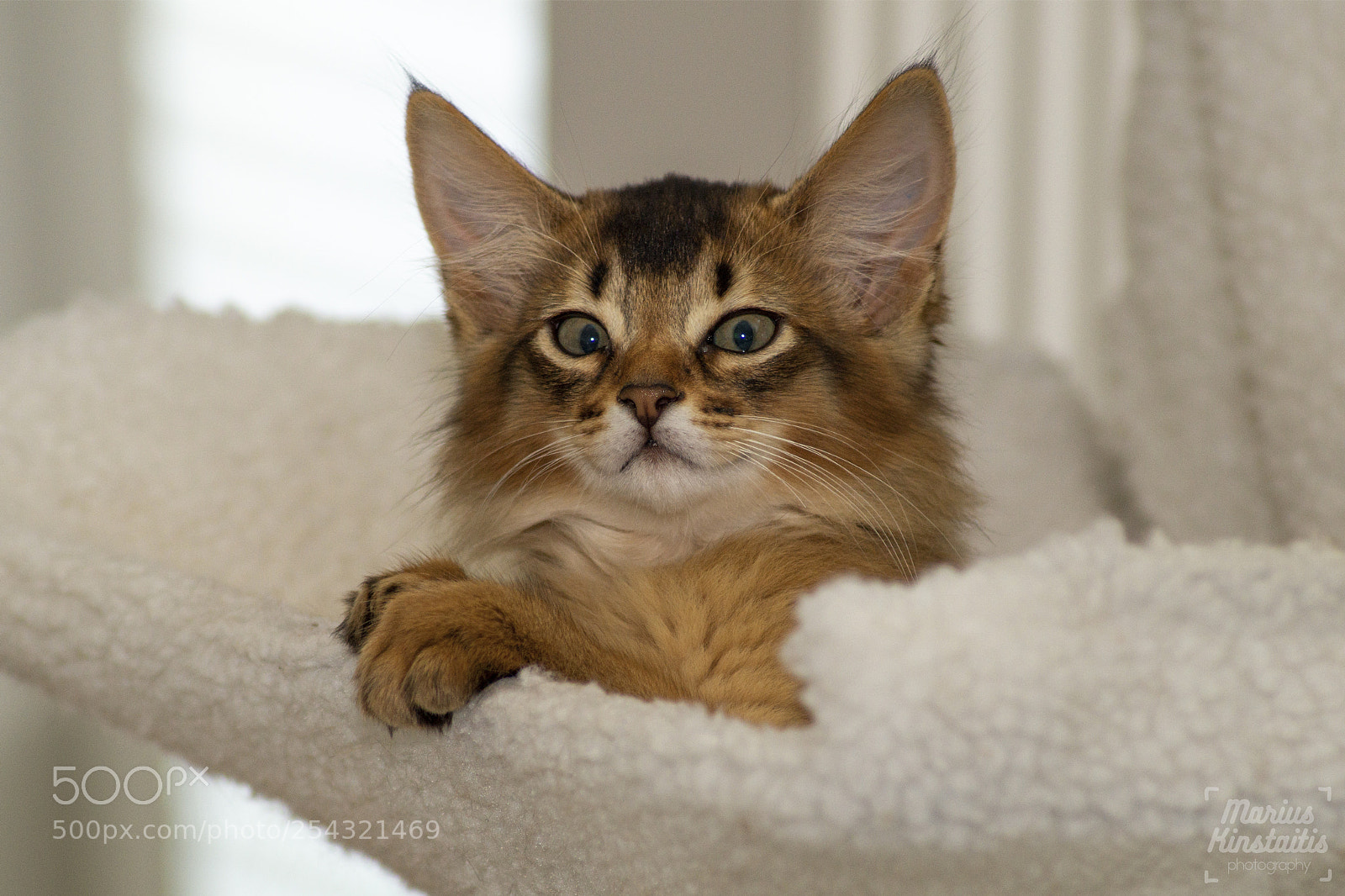 Sony SLT-A58 sample photo. Somali kitten photography