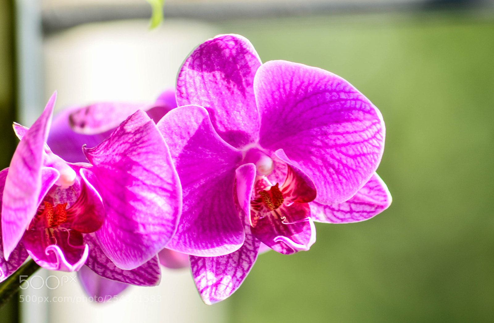 Nikon D7000 sample photo. Flower photography