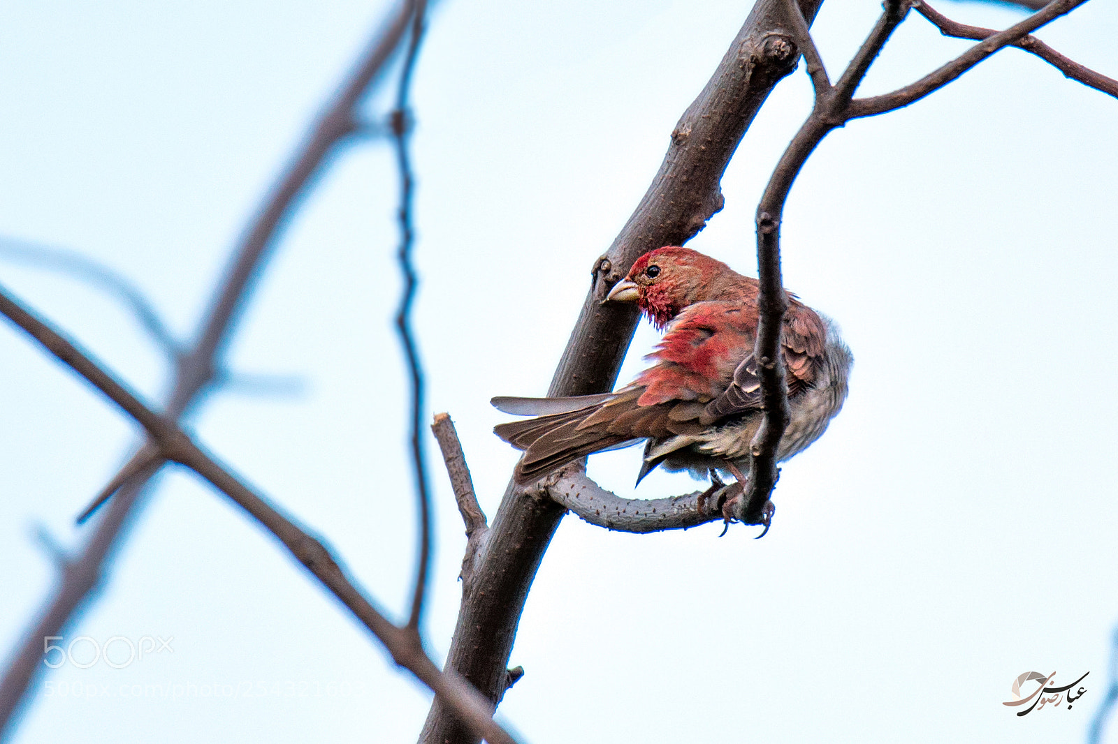 Nikon D7100 sample photo. Rosefinch photography