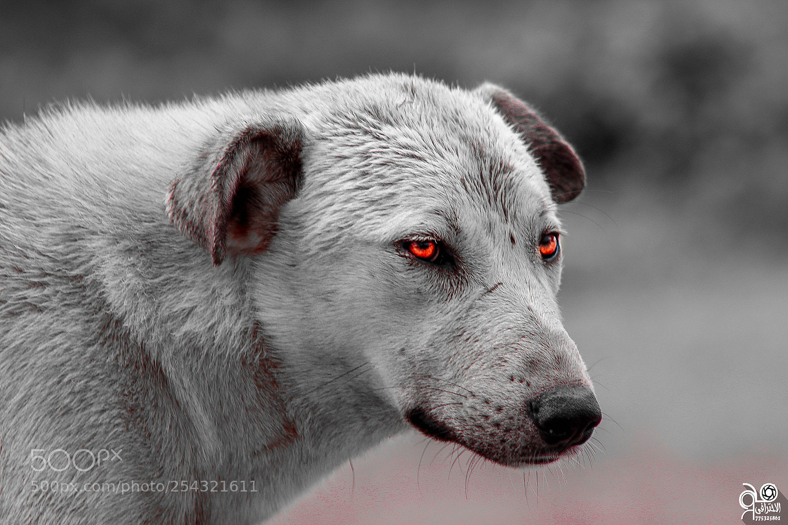 Canon EOS 600D (Rebel EOS T3i / EOS Kiss X5) sample photo. Animals photography