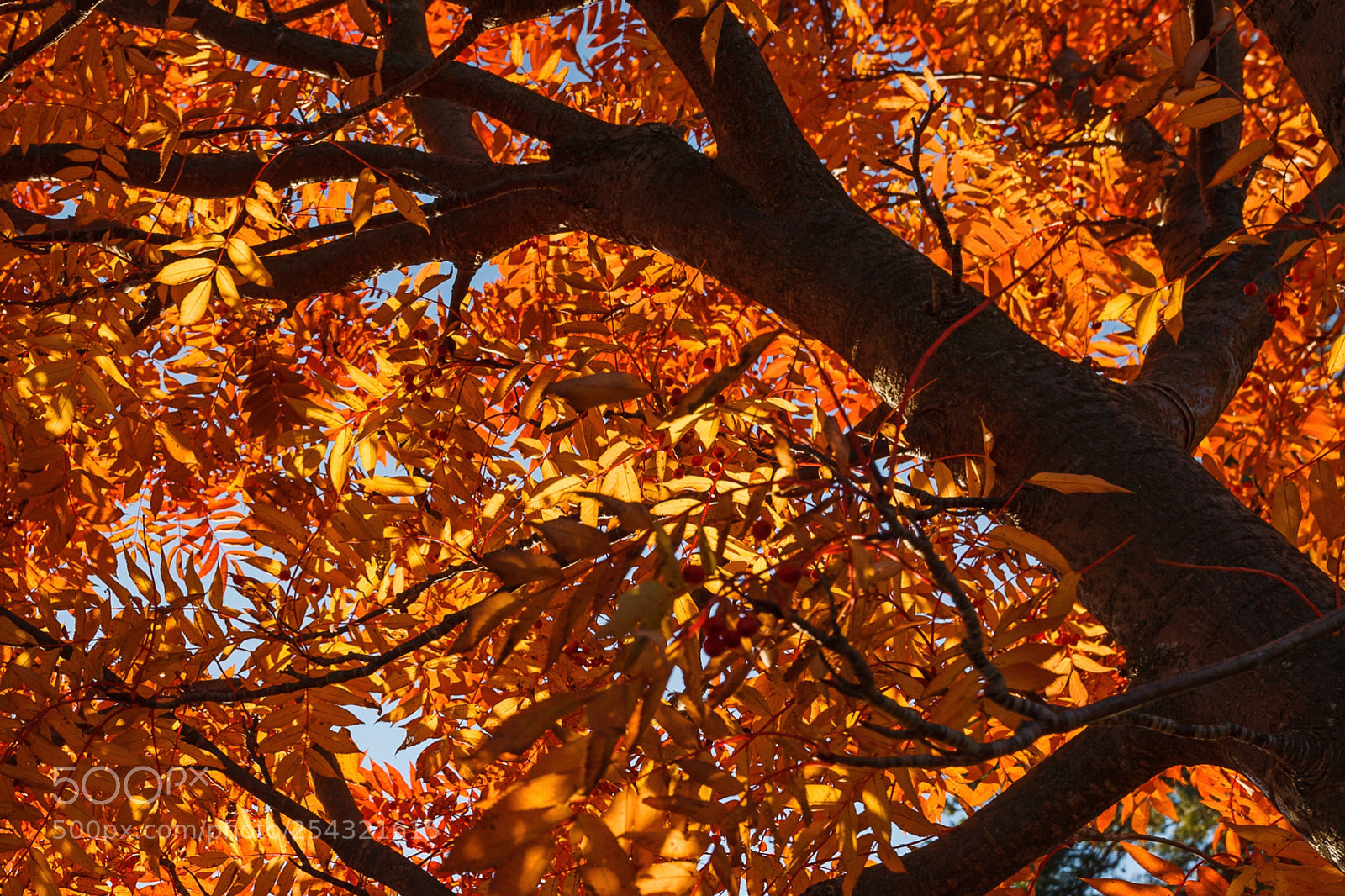 Canon EOS 5D Mark II sample photo. Orange  photography