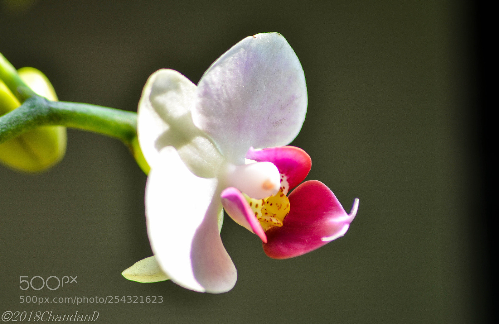 Nikon D7000 sample photo. Flower photography