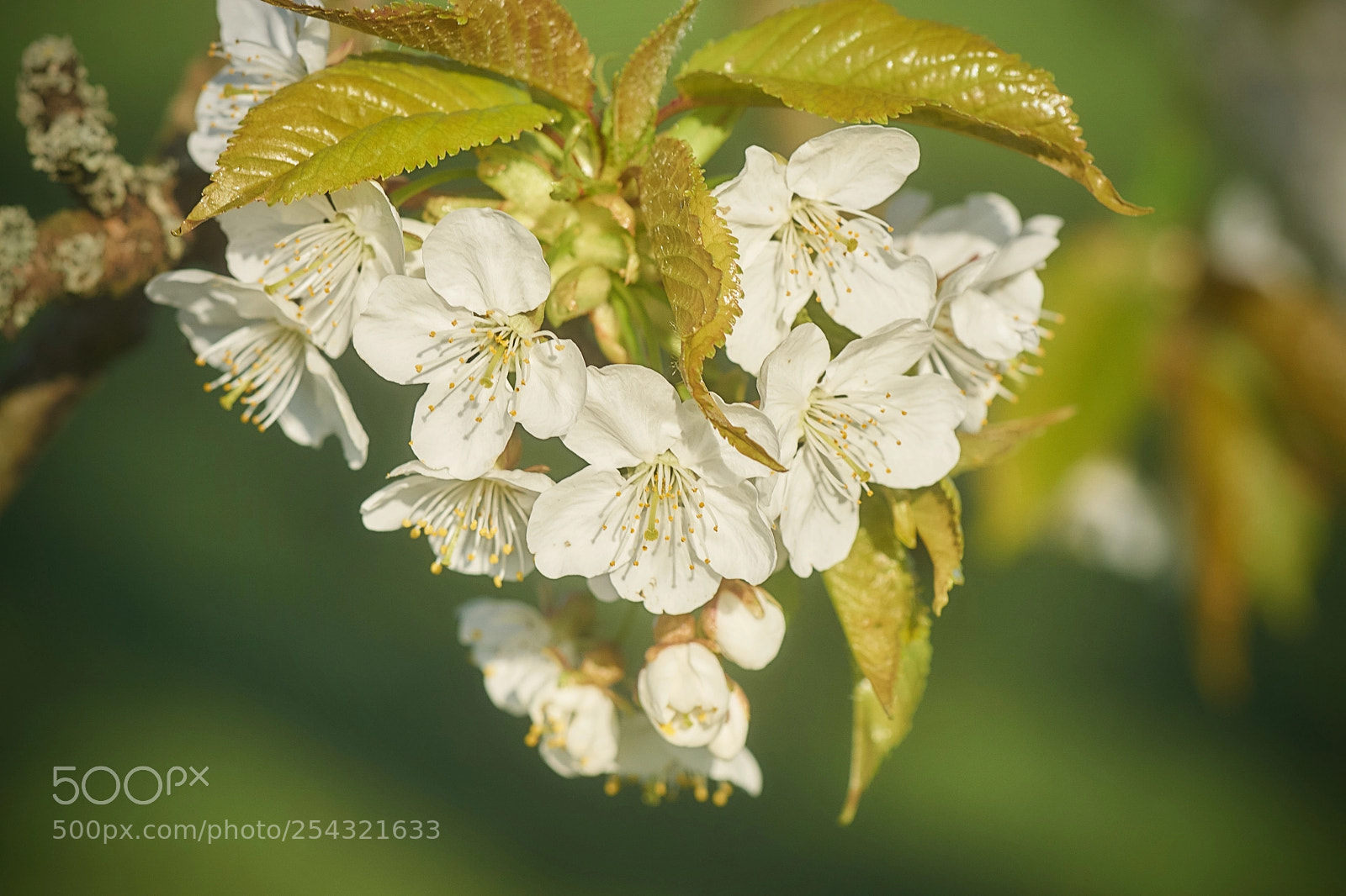 Sony ILCA-77M2 sample photo. Cherry blossom! photography