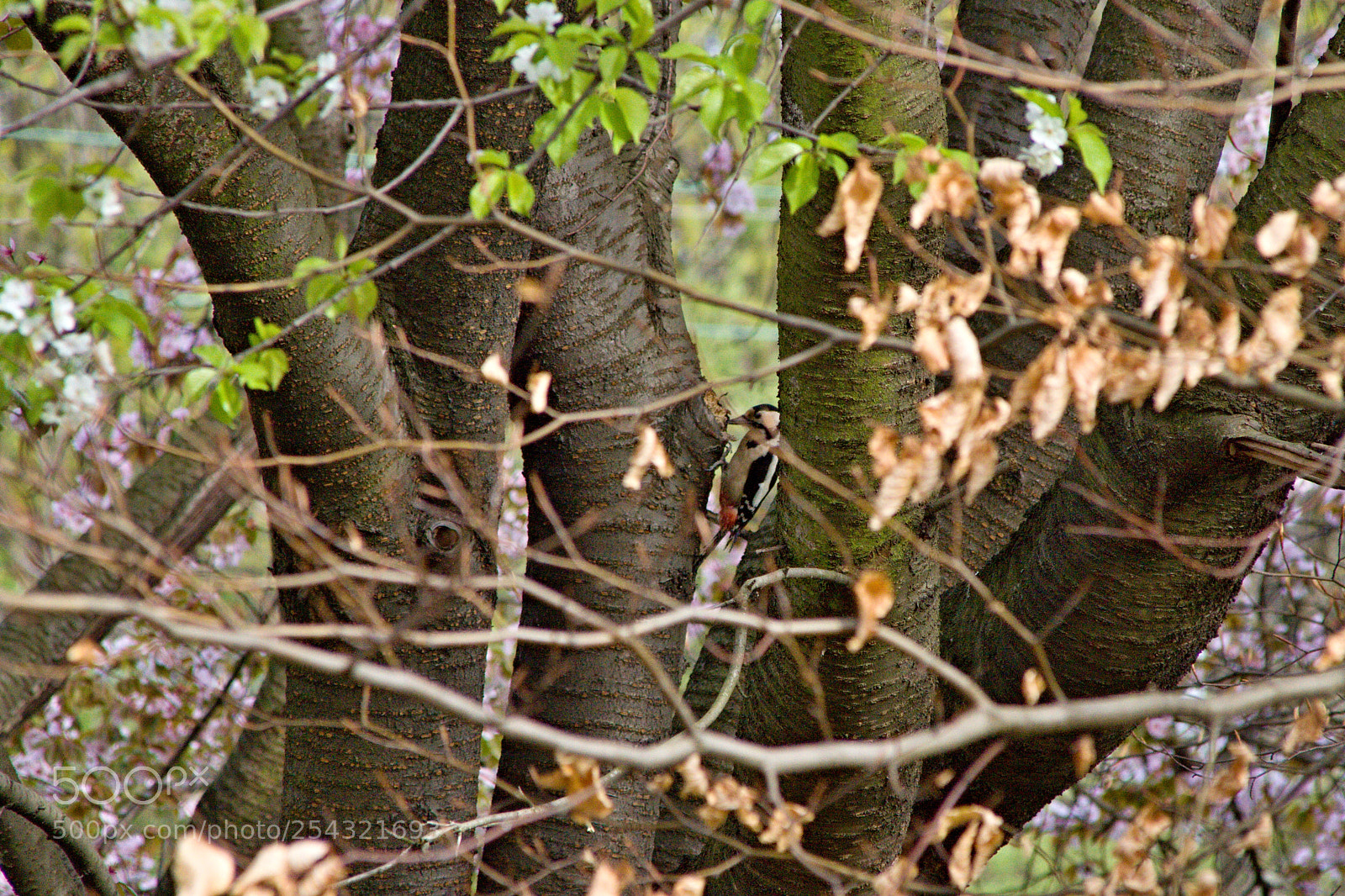 Canon EOS 50D sample photo. Spring in city park_4 photography