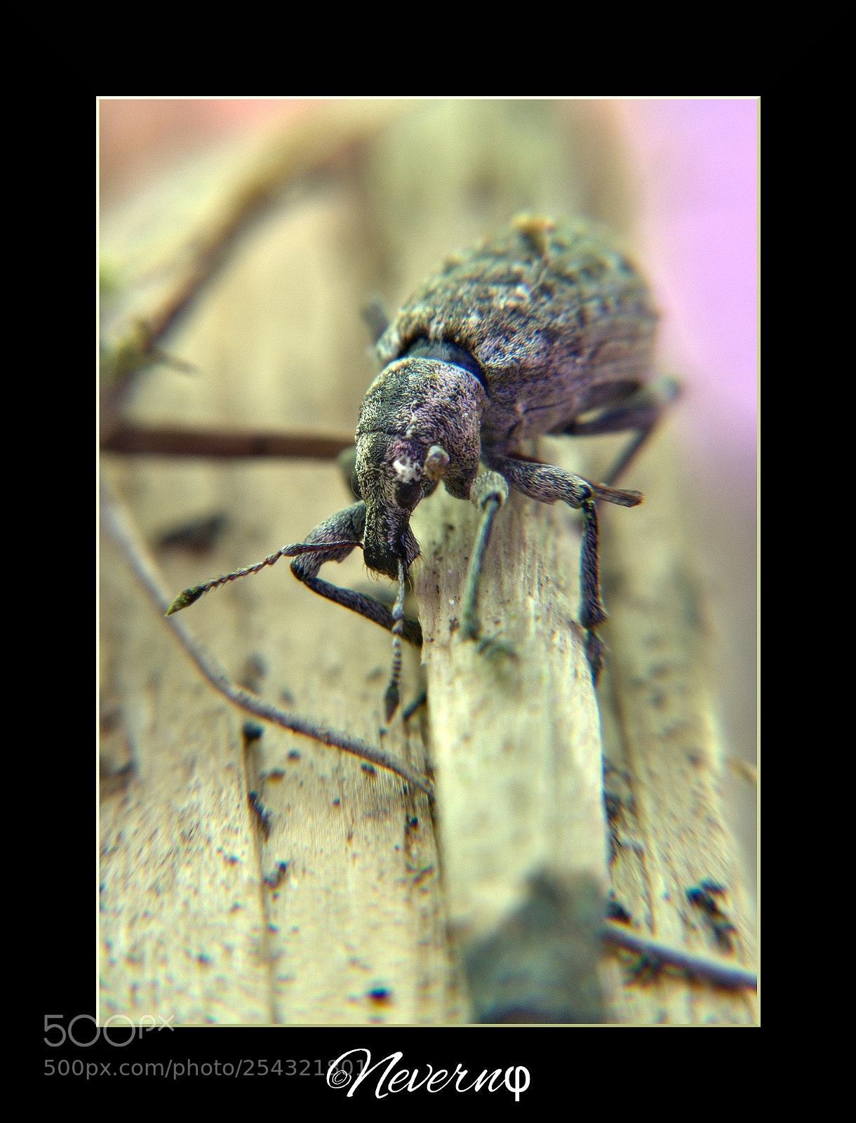 Pentax K-x sample photo. Insect photography