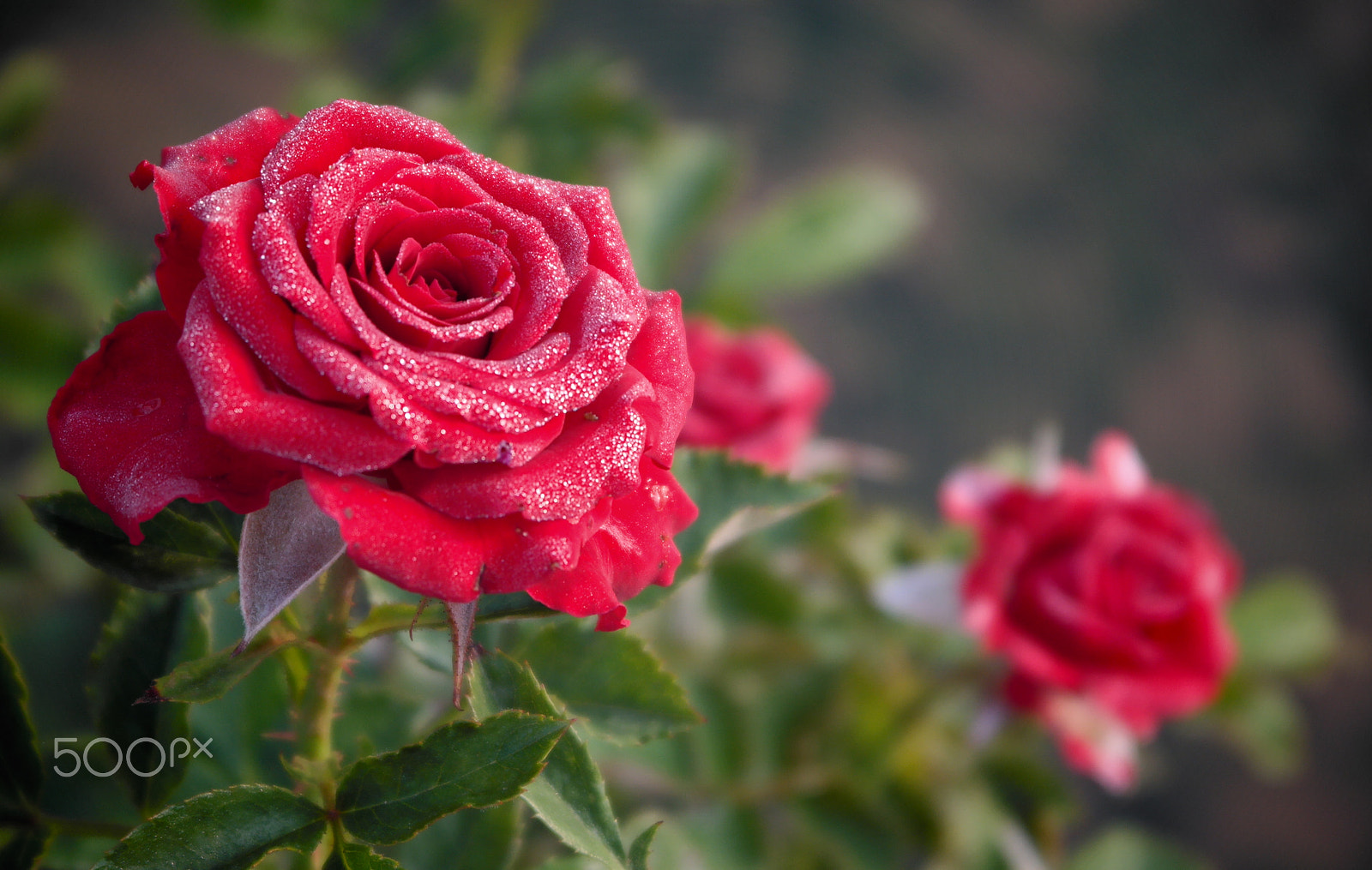Samsung NX2000 sample photo. Colour of love photography