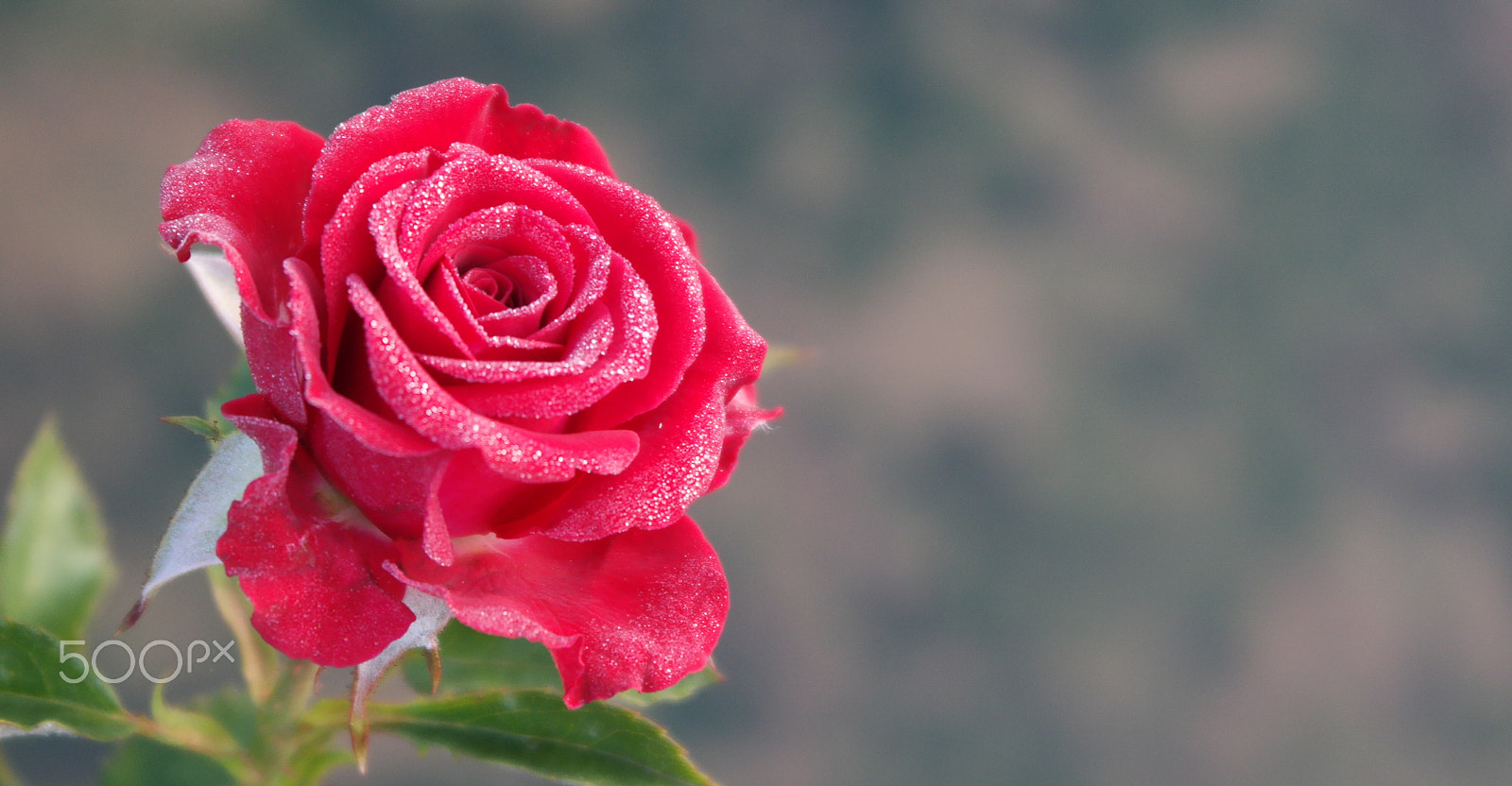 Samsung NX2000 sample photo. Colour of love photography