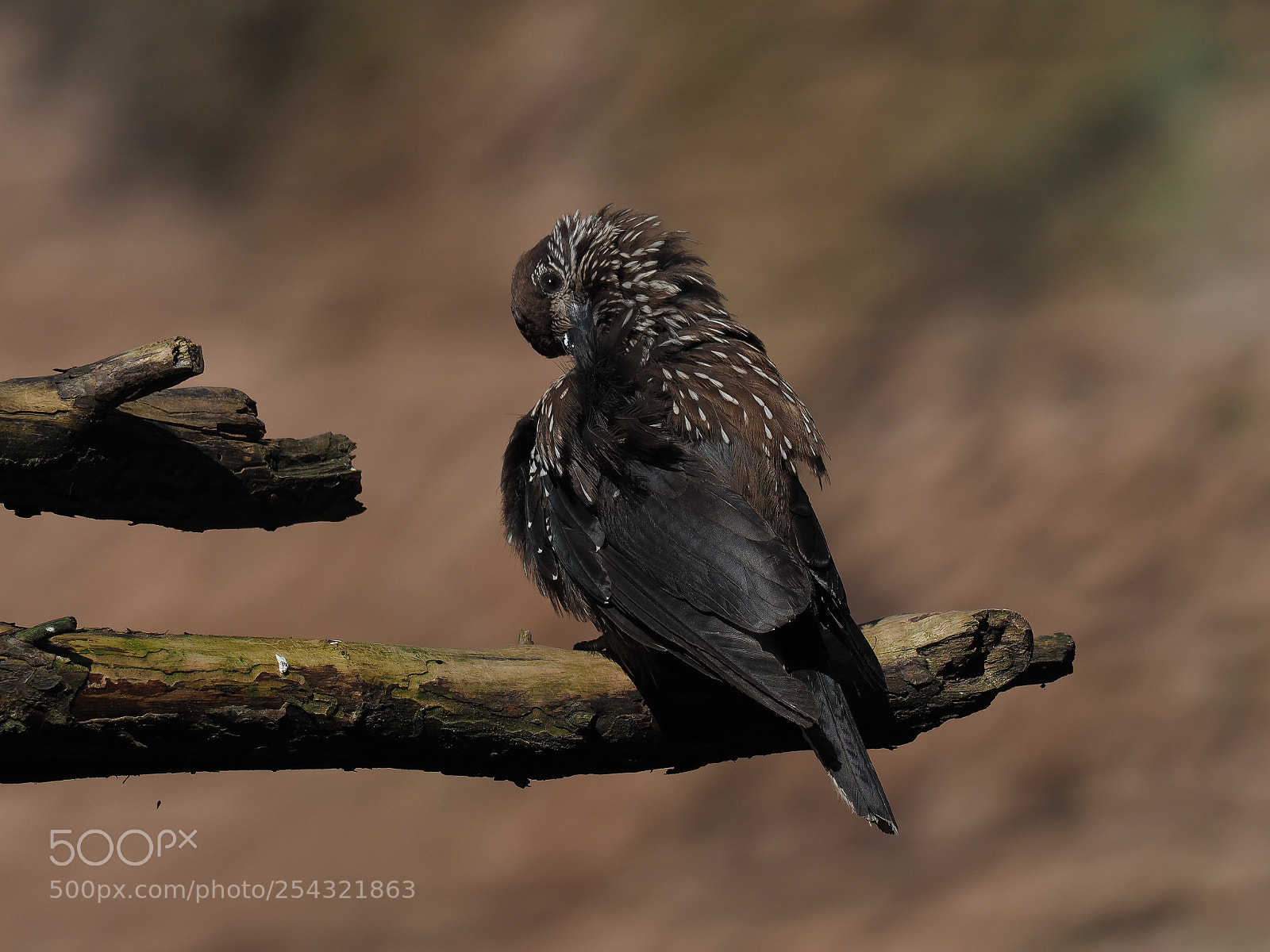Olympus OM-D E-M1 Mark II sample photo. Spotted nutcracker photography