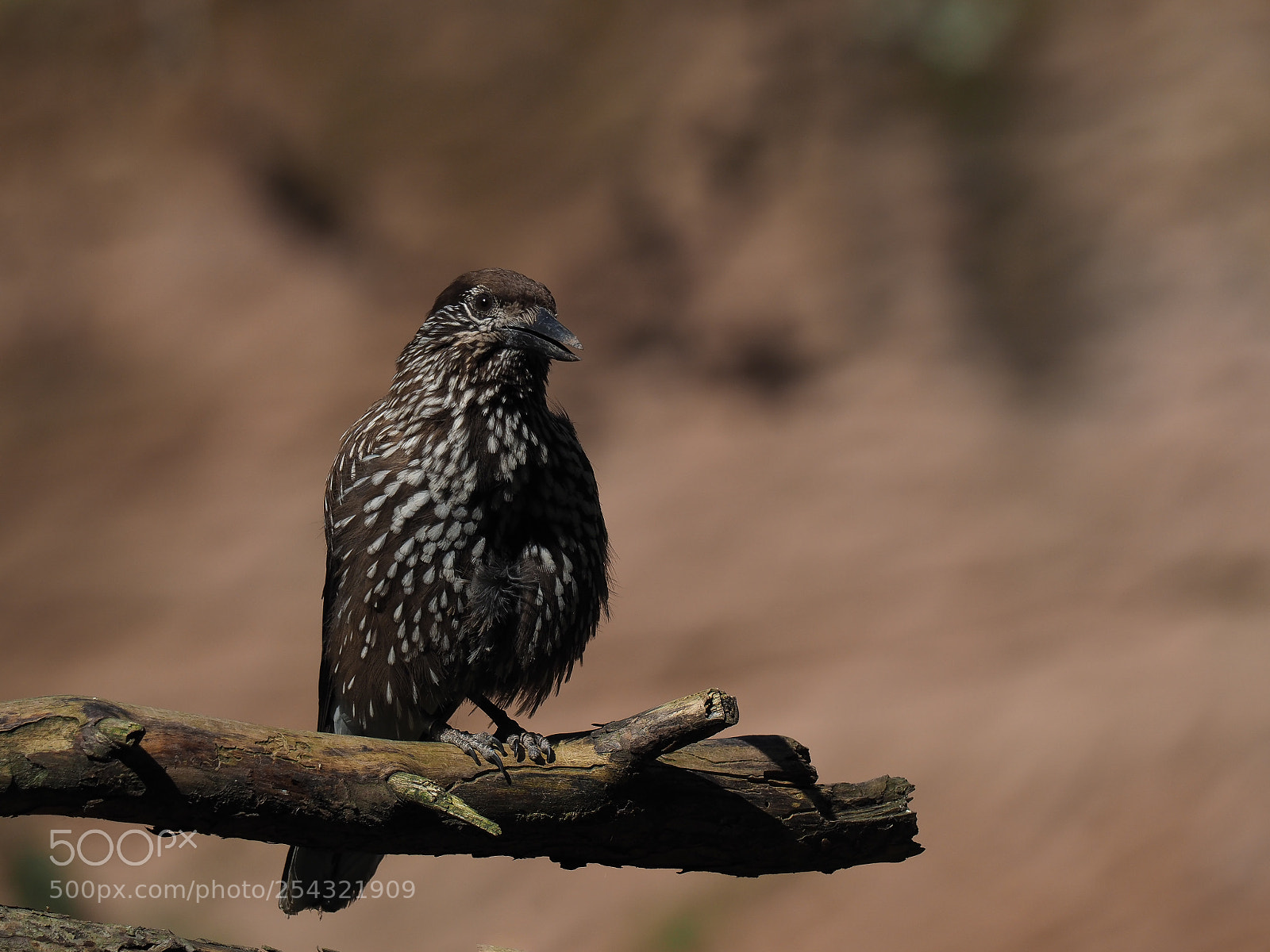 Olympus OM-D E-M1 Mark II sample photo. Spotted nutcracker photography