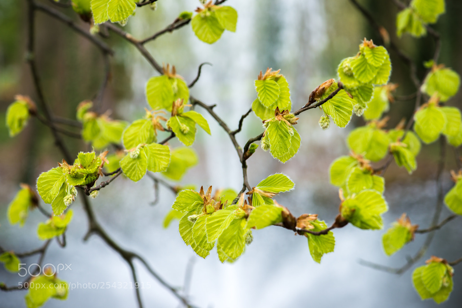 Nikon D800 sample photo. New leaves photography