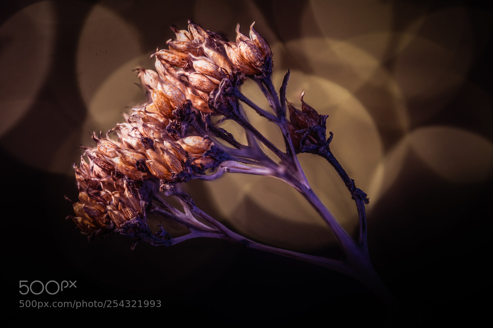 Nikon D7100 sample photo. Sedum photography