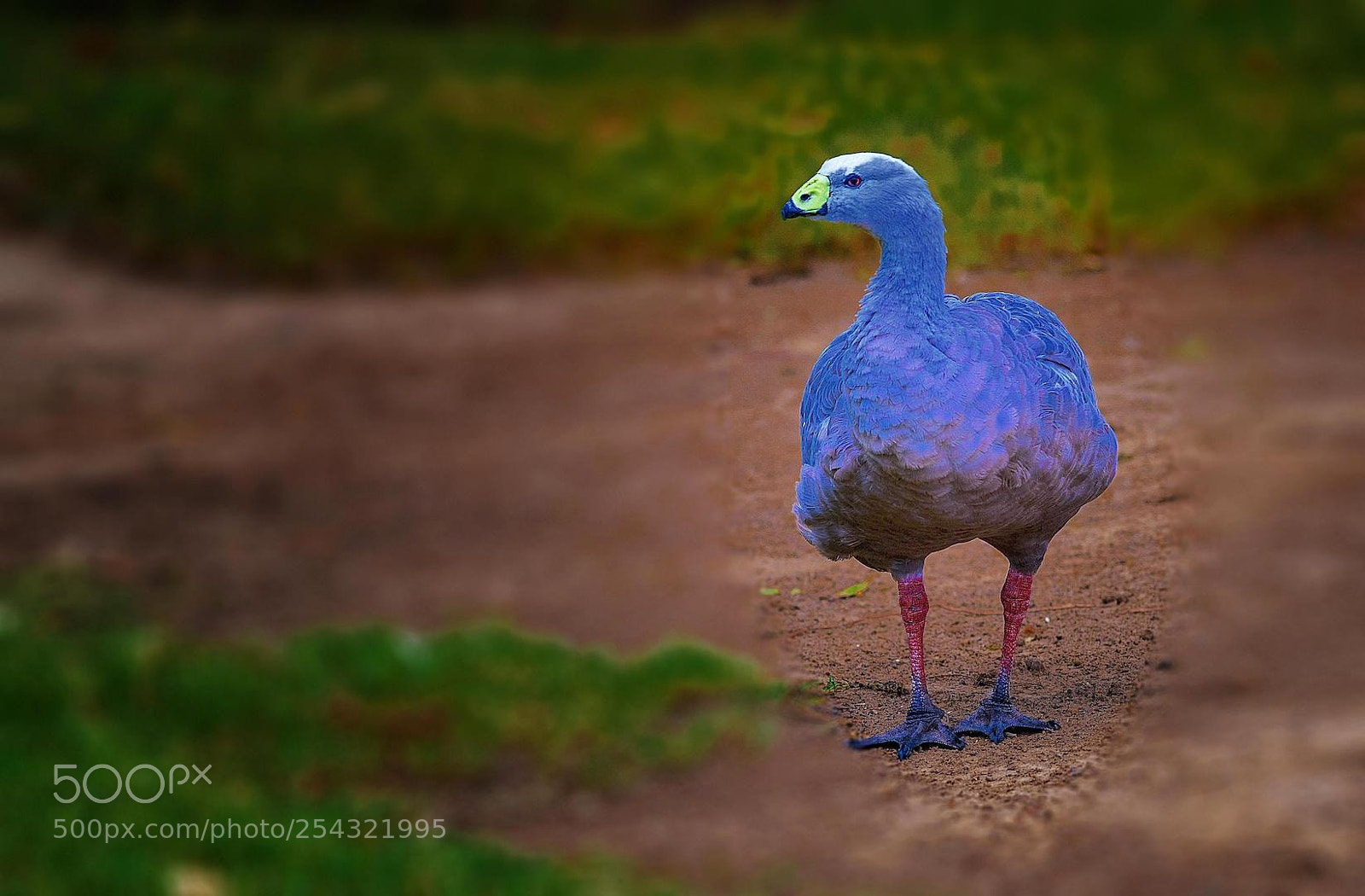 Nikon D810 sample photo. Cape barren goose photography