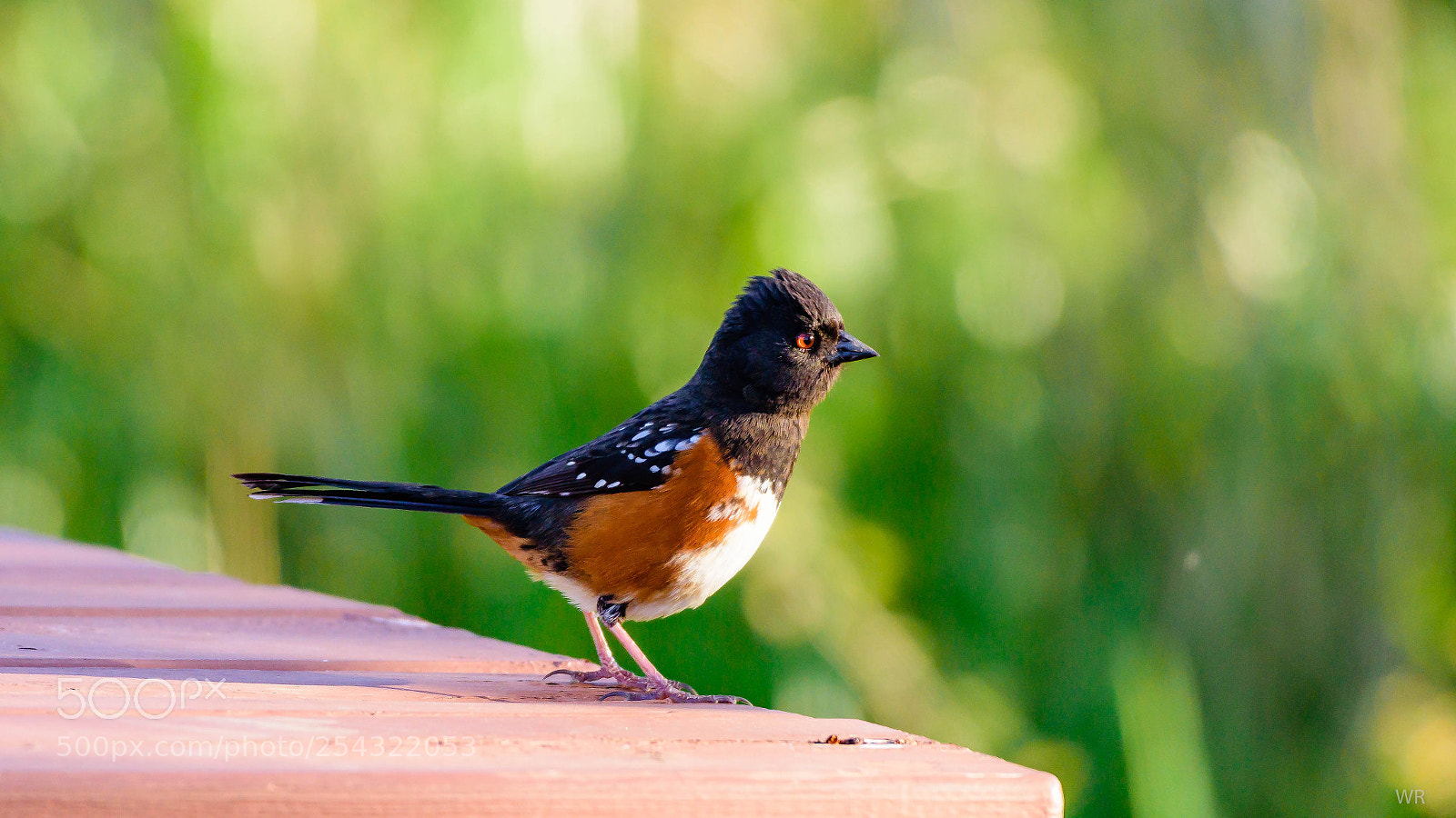 Nikon D7200 sample photo. Spotted towhee photography