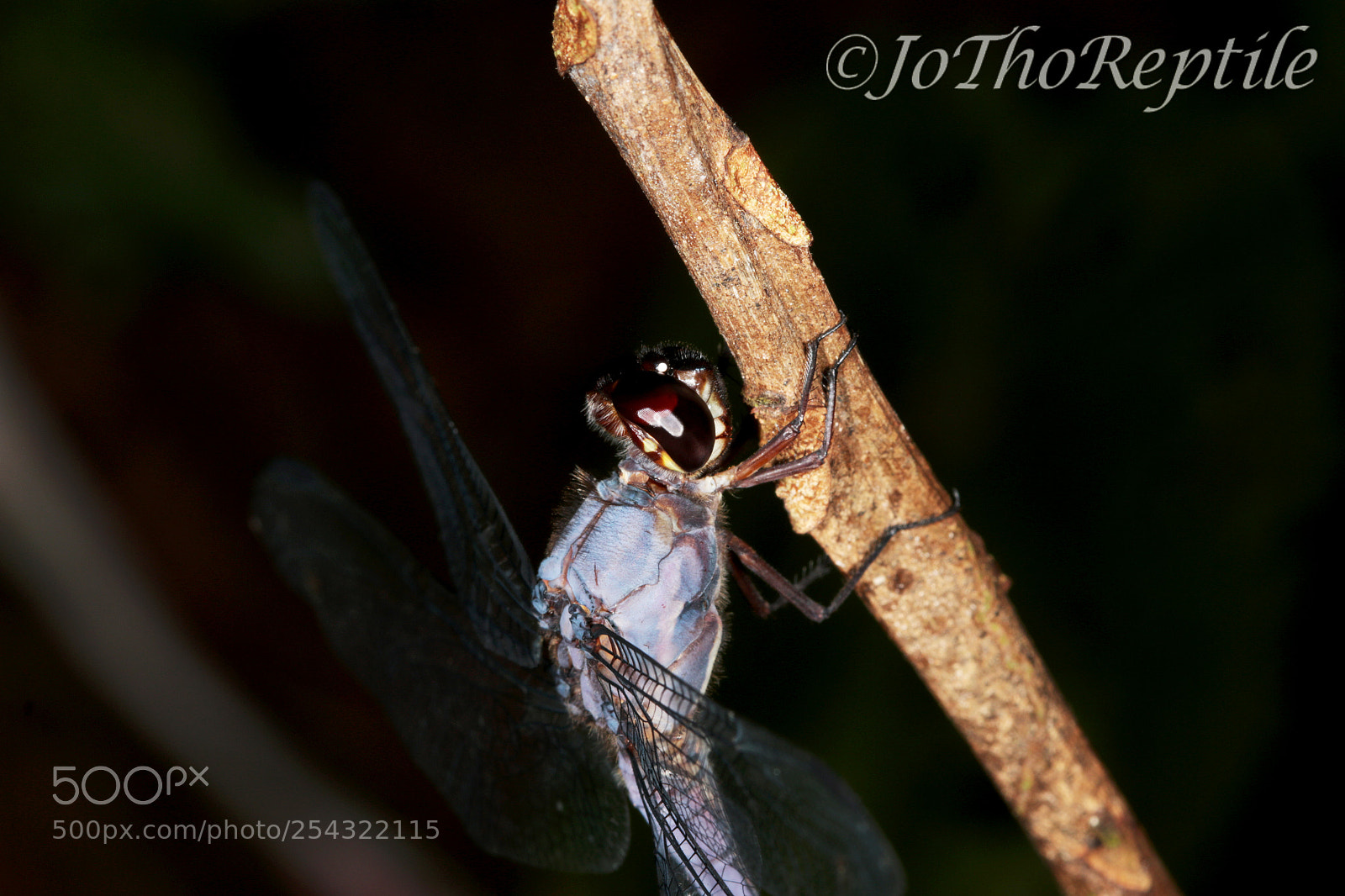 Canon EOS 70D sample photo. Dragonfly photography