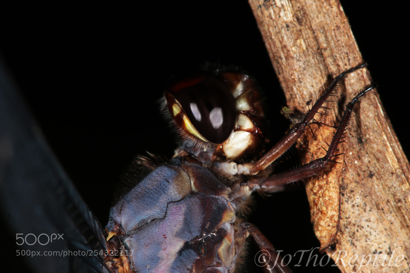Canon EOS 70D sample photo. Dragonfly photography