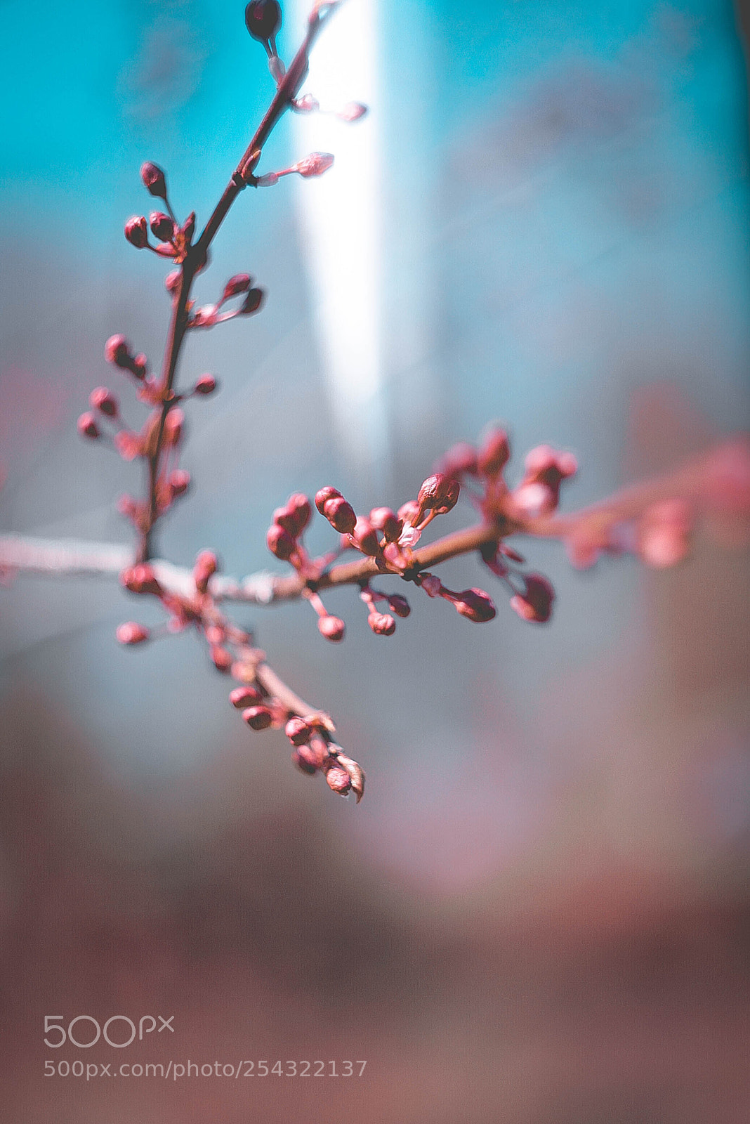 Canon EOS-1D Mark II N sample photo. Img_1195-2.jpg photography