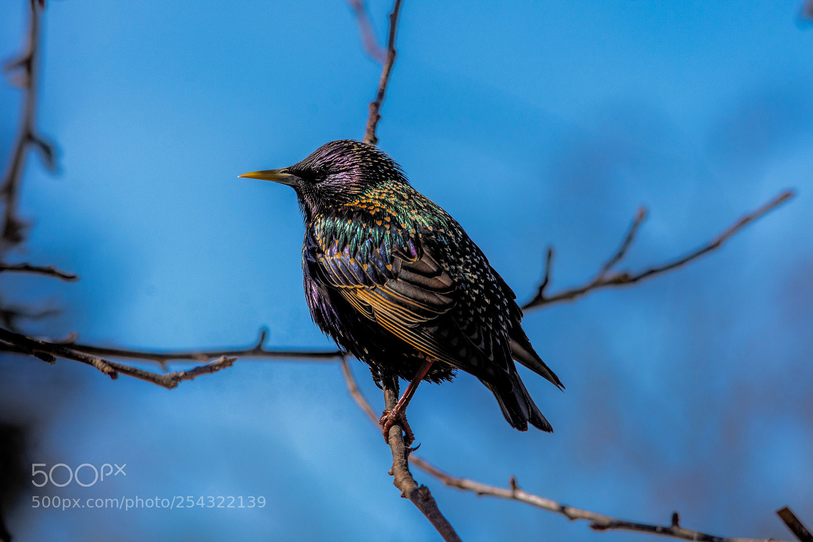 Nikon D7200 sample photo. Starling photography