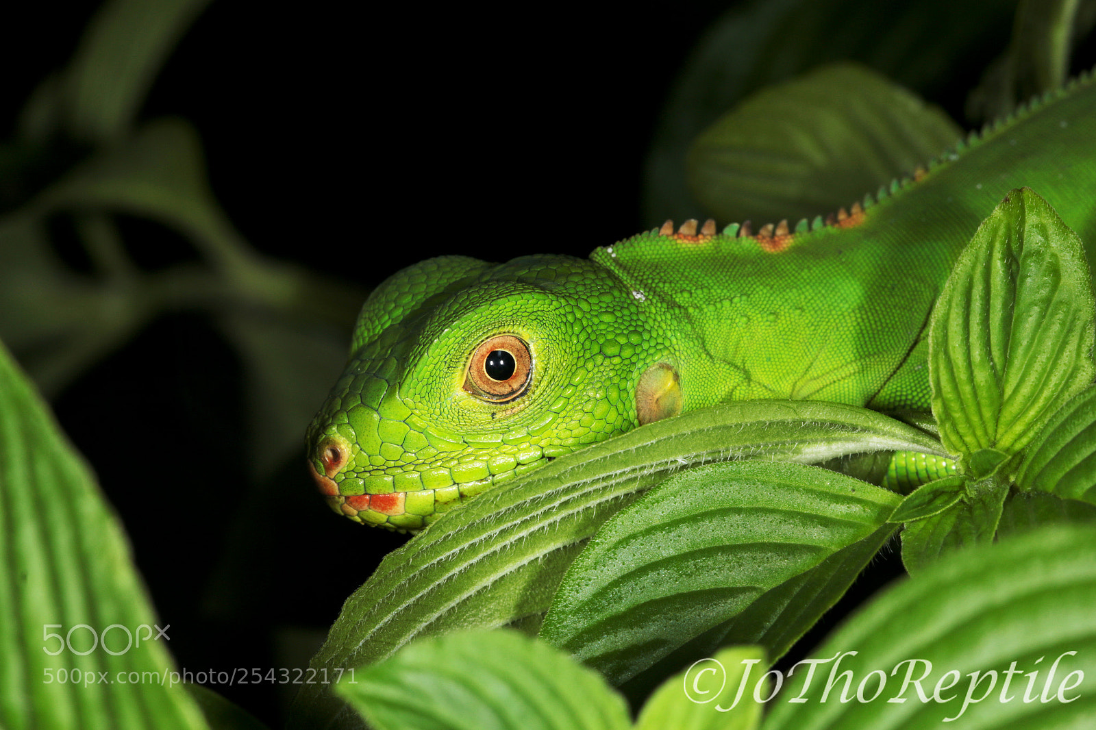 Canon EOS 70D sample photo. Iguana iguane in the photography