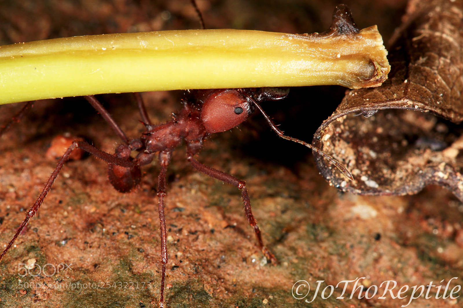 Canon EOS 70D sample photo. Atta cephalotes photography