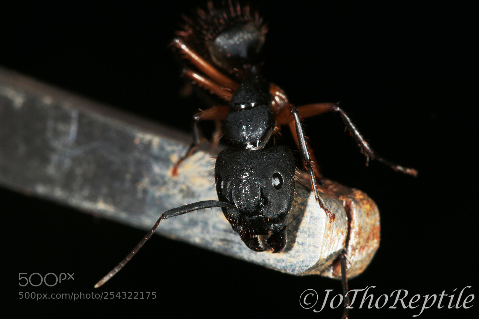 Canon EOS 70D sample photo. Camponotus sp photography