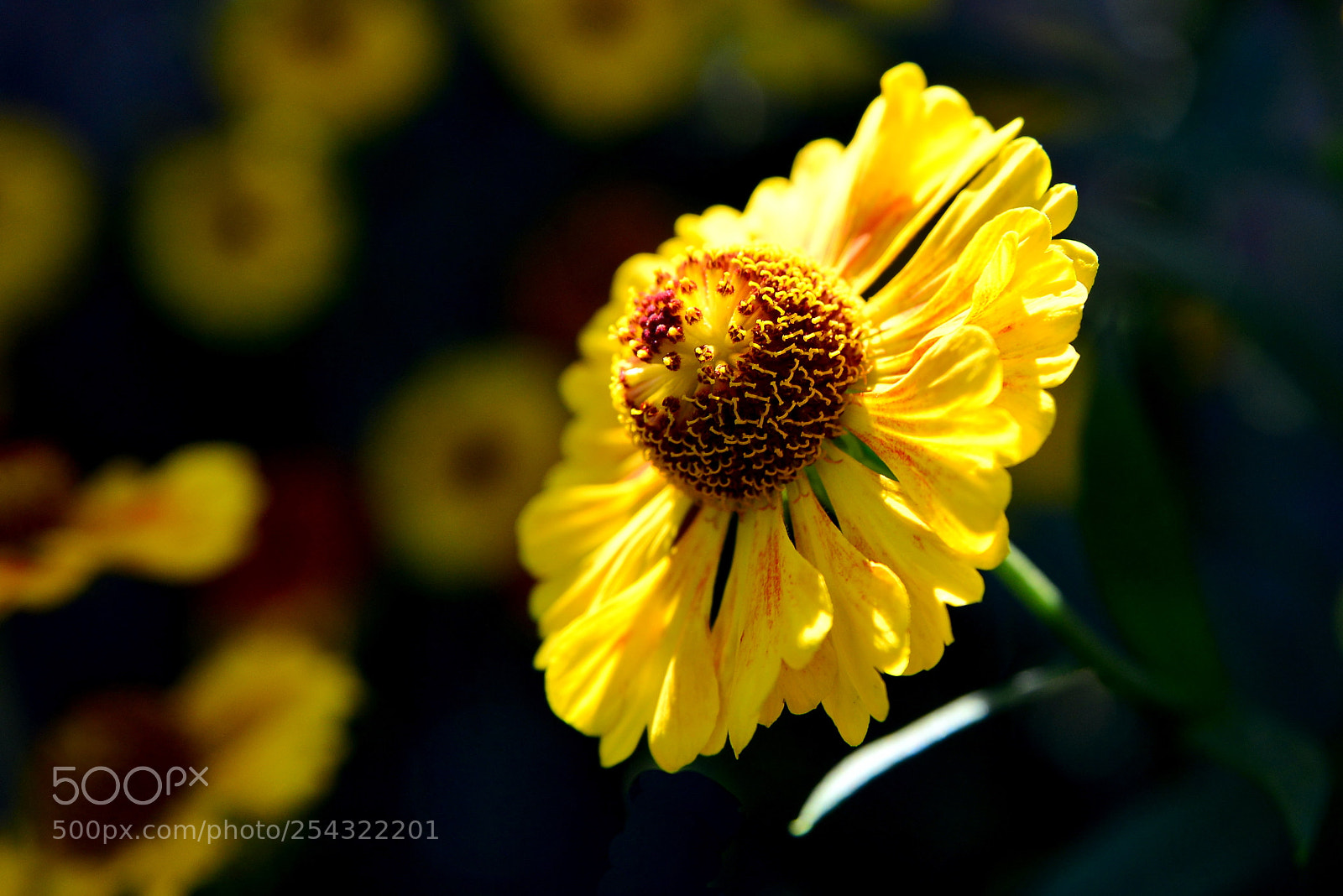 Nikon D600 sample photo. Yellow flower photography