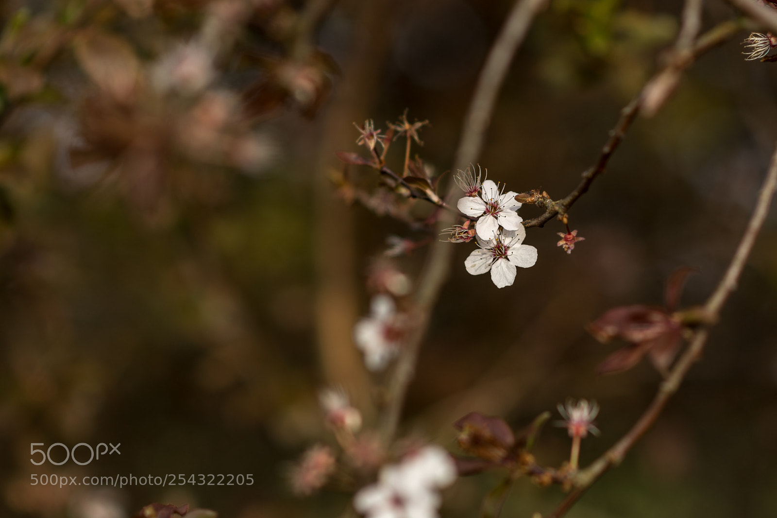 Nikon D7200 sample photo. Cherry plum photography