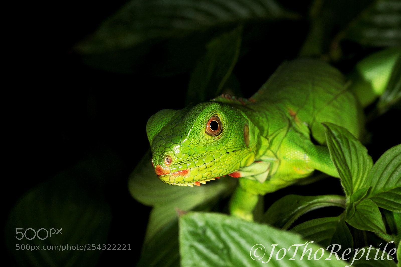 Canon EOS 70D sample photo. Iguana iguane in the photography