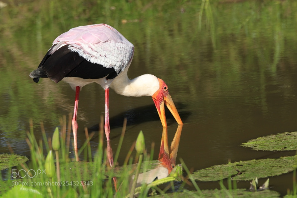 Canon EOS 700D (EOS Rebel T5i / EOS Kiss X7i) sample photo. Yellow billed stork photography