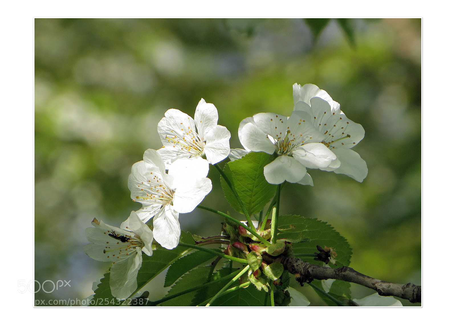 Canon PowerShot SX240 HS sample photo. Frühlingserwachen photography