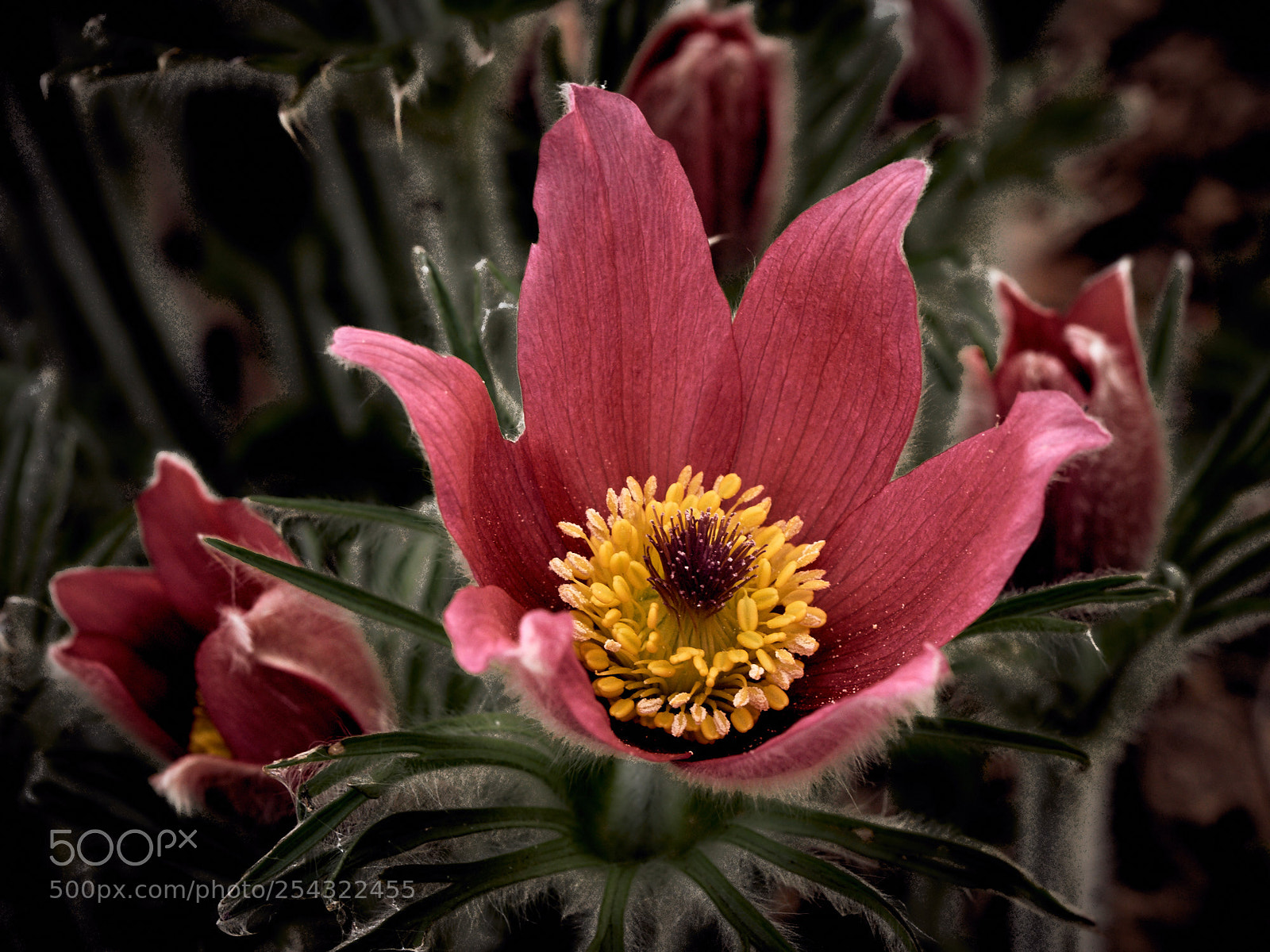Sony SLT-A65 (SLT-A65V) sample photo. Pulsatilla -2 photography
